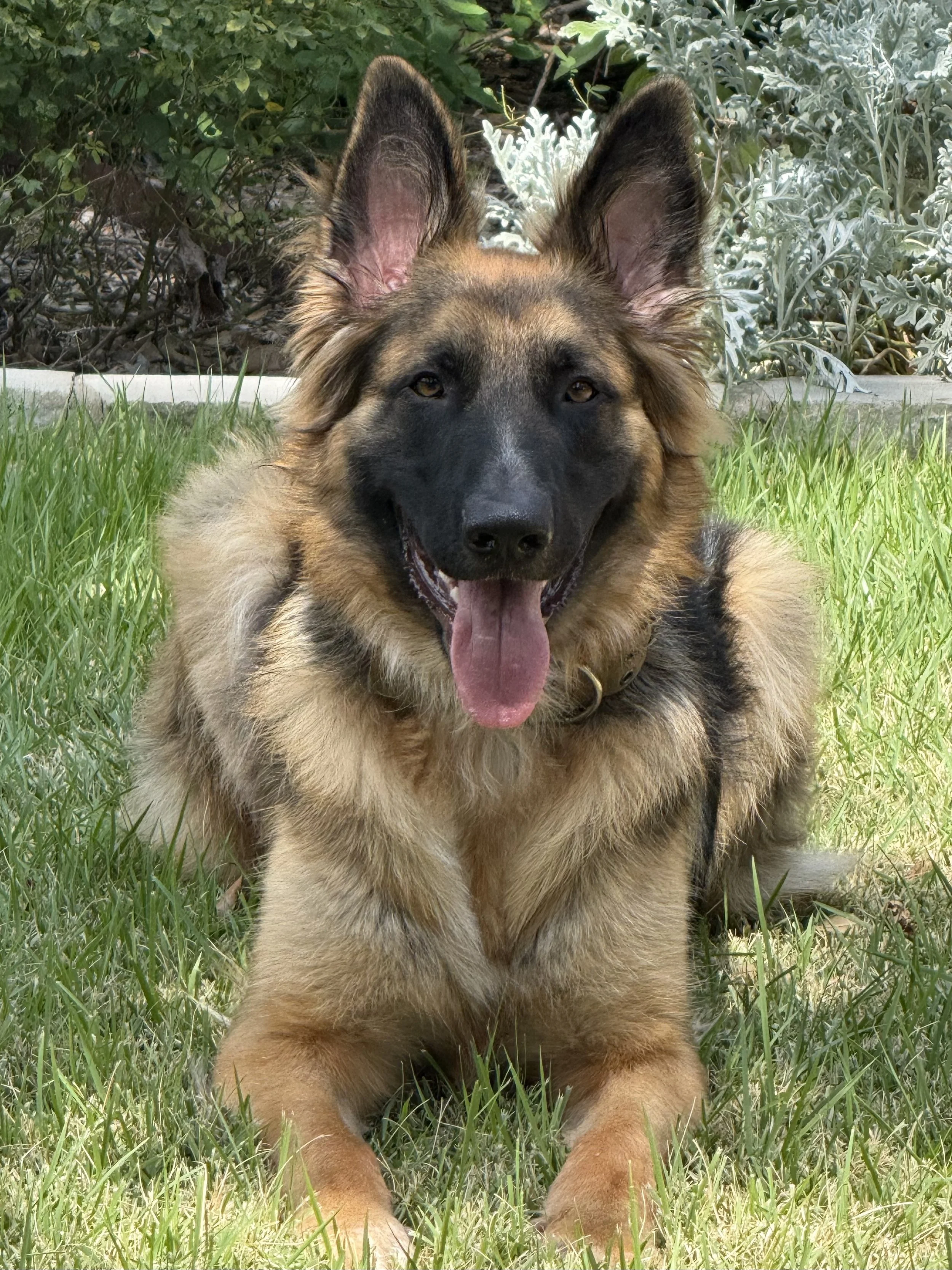 dog obedience training