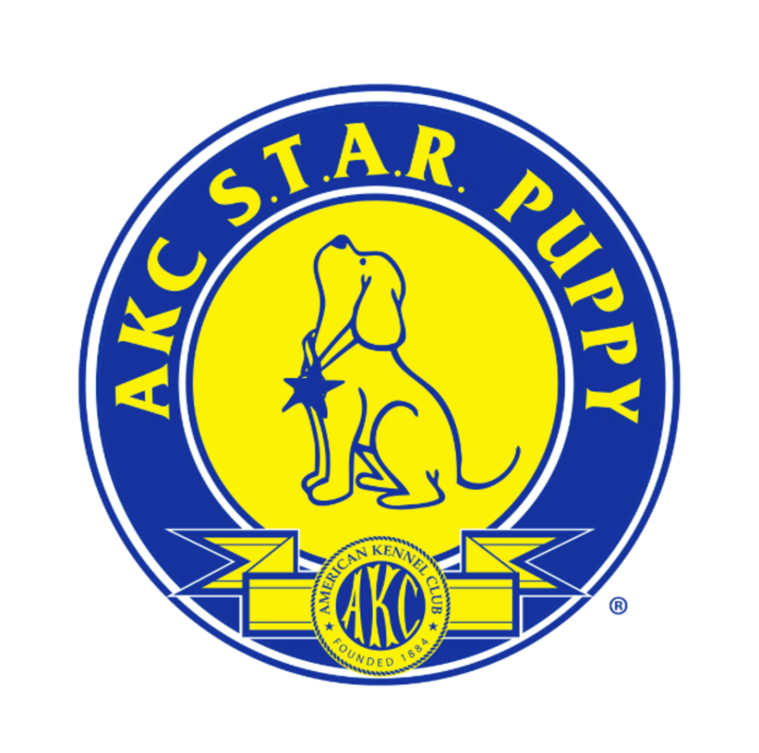 AKC S.T.A.R. Puppy Star training program