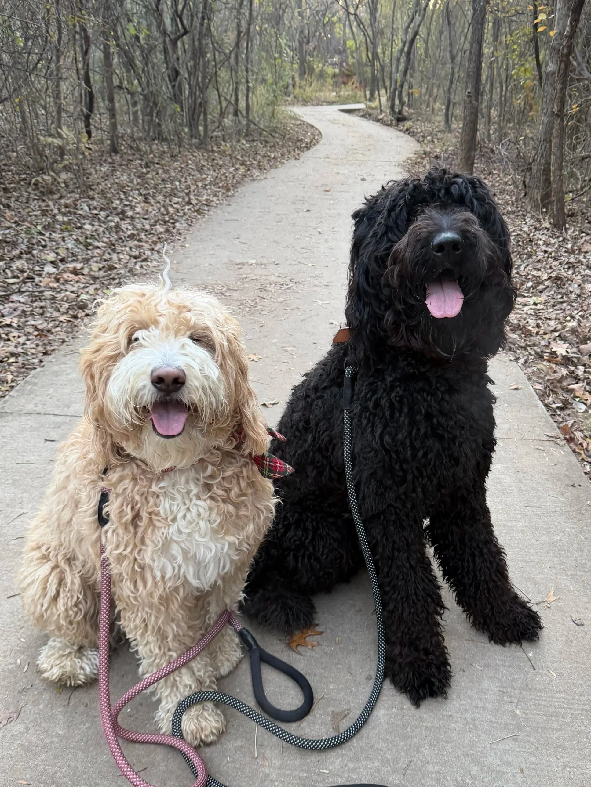 Professional luxury dog boarding service