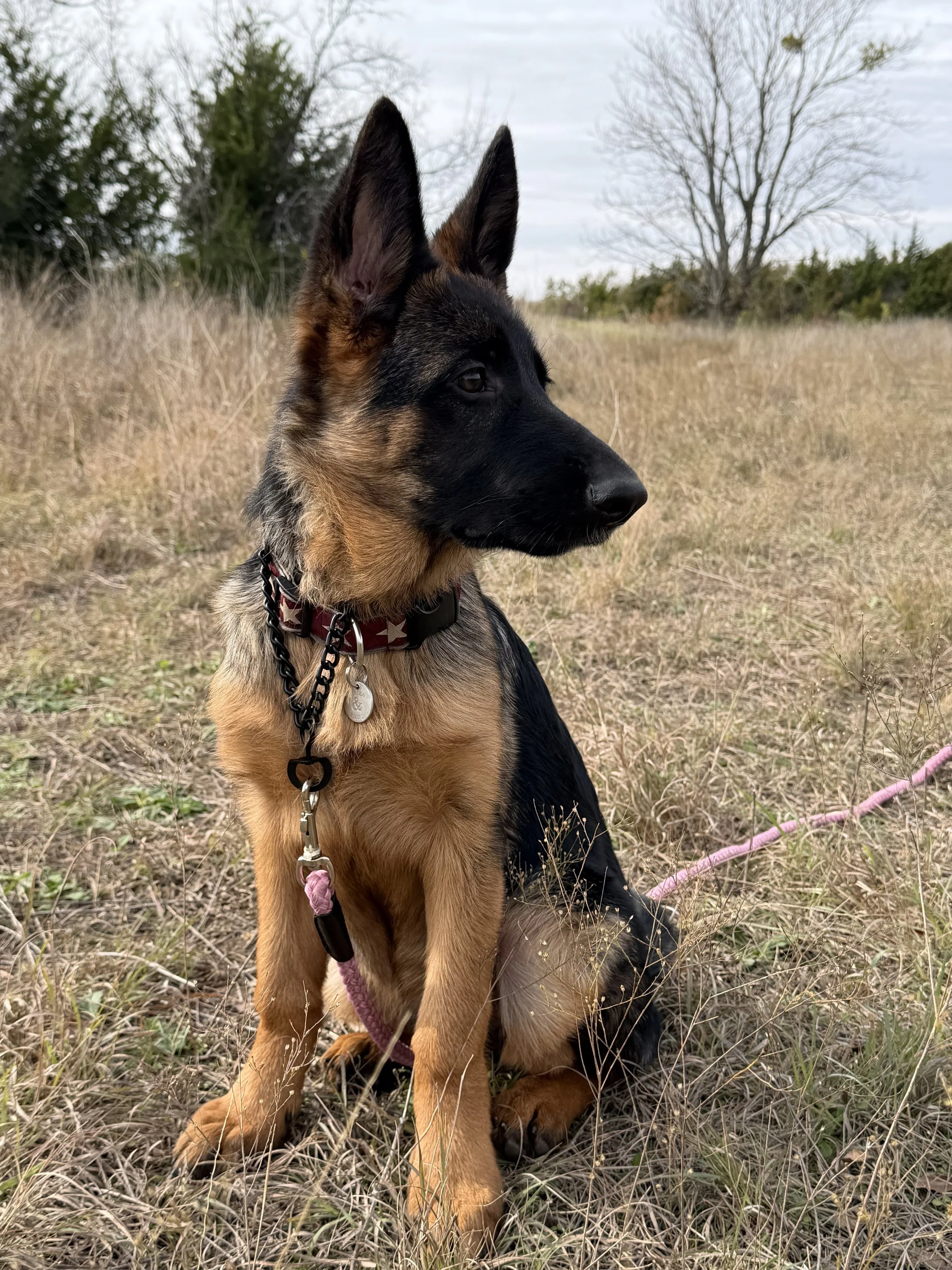 Professional dog board and training services