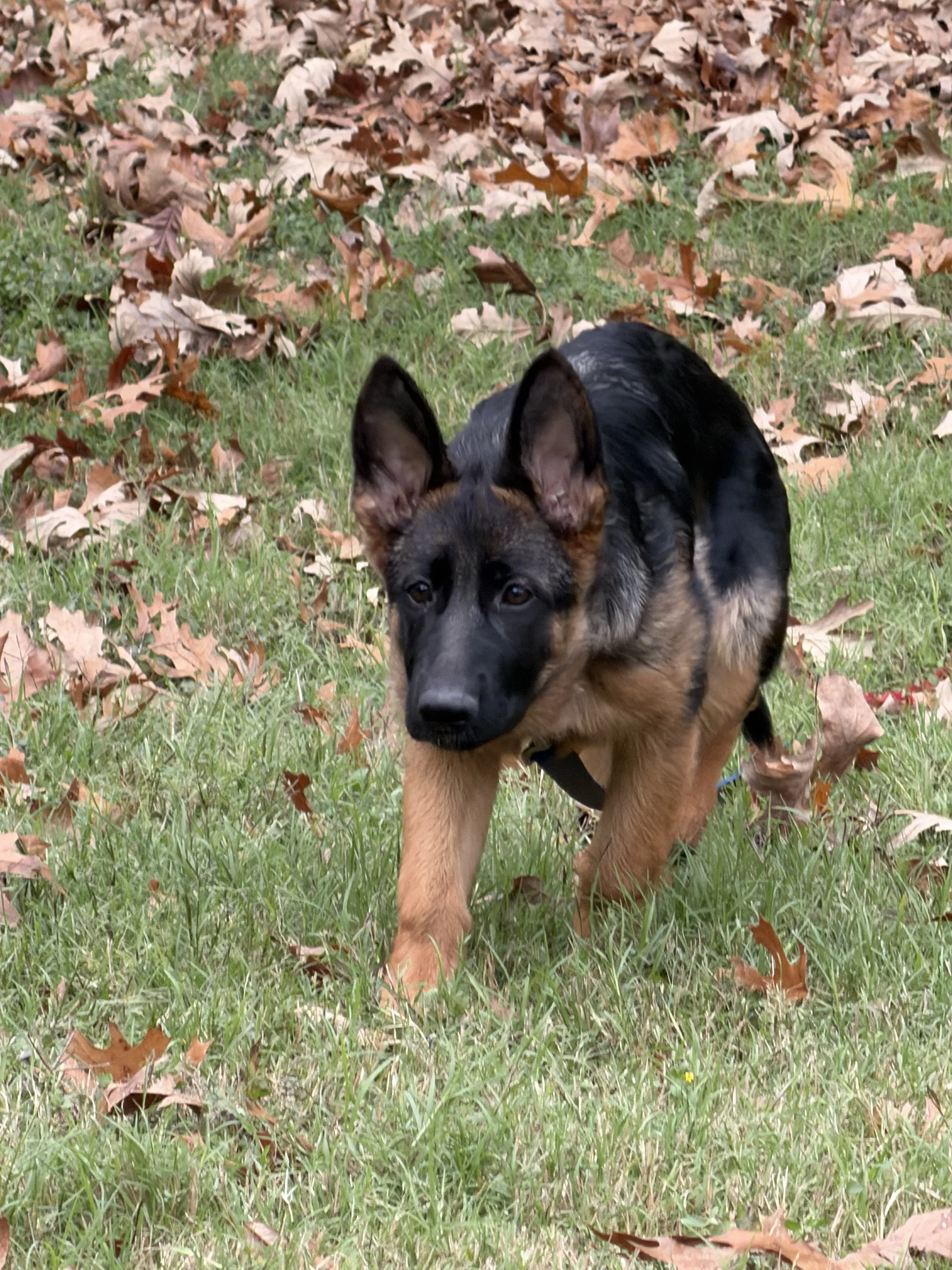 A German Shepherd puppy walking on a grassy area surrounded by fallen autumn leaves.