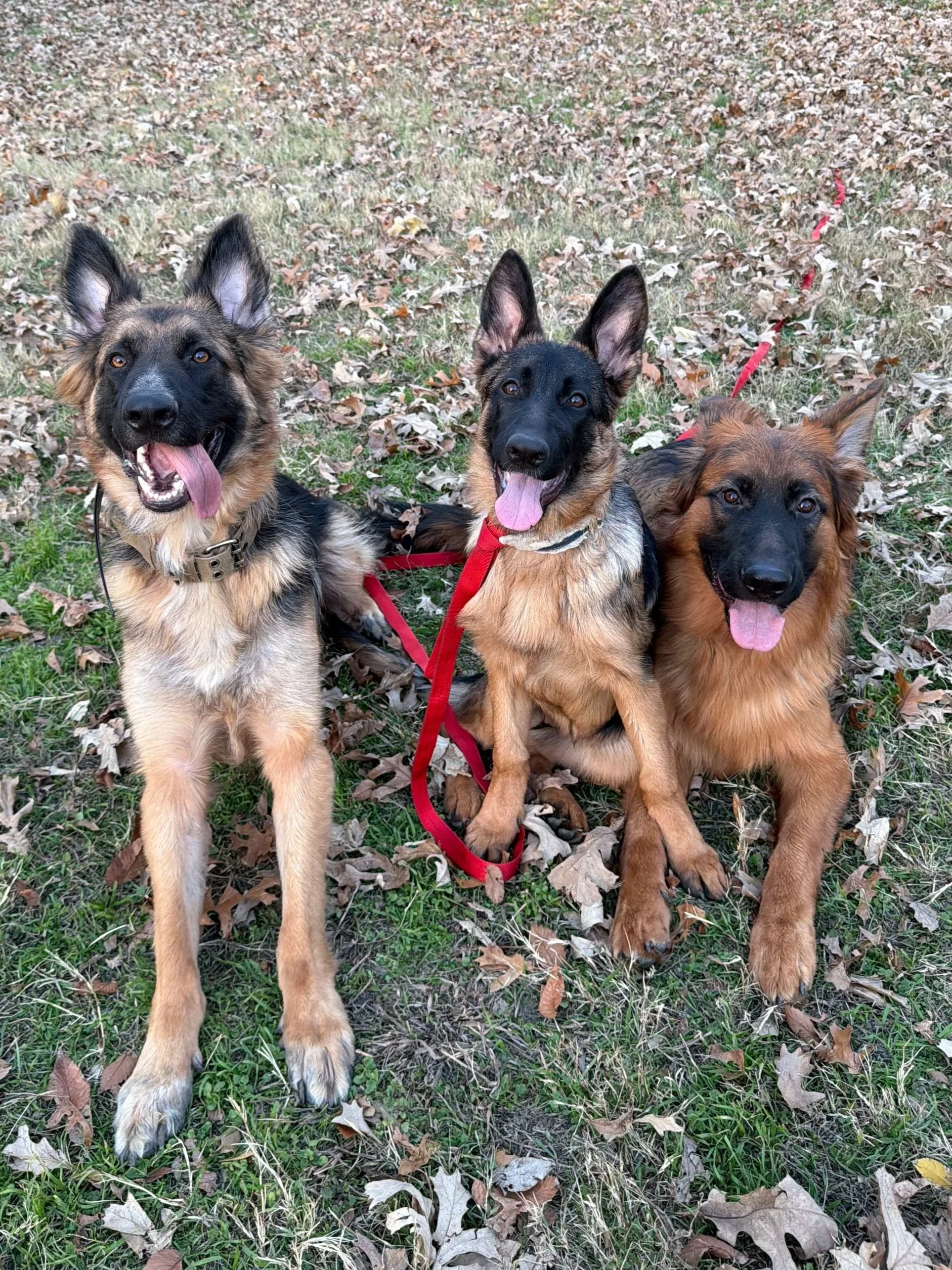 Dog behavioral training