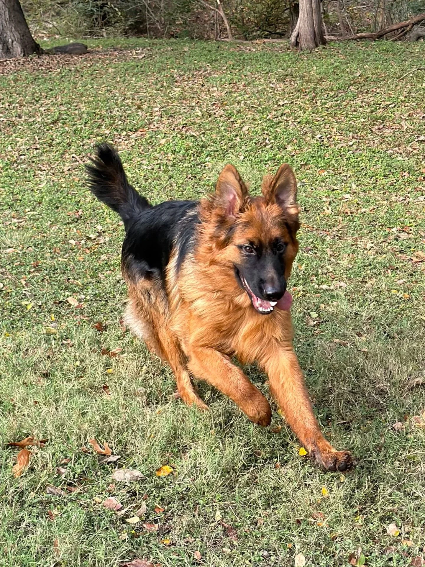 Advanced dog training and obedience training