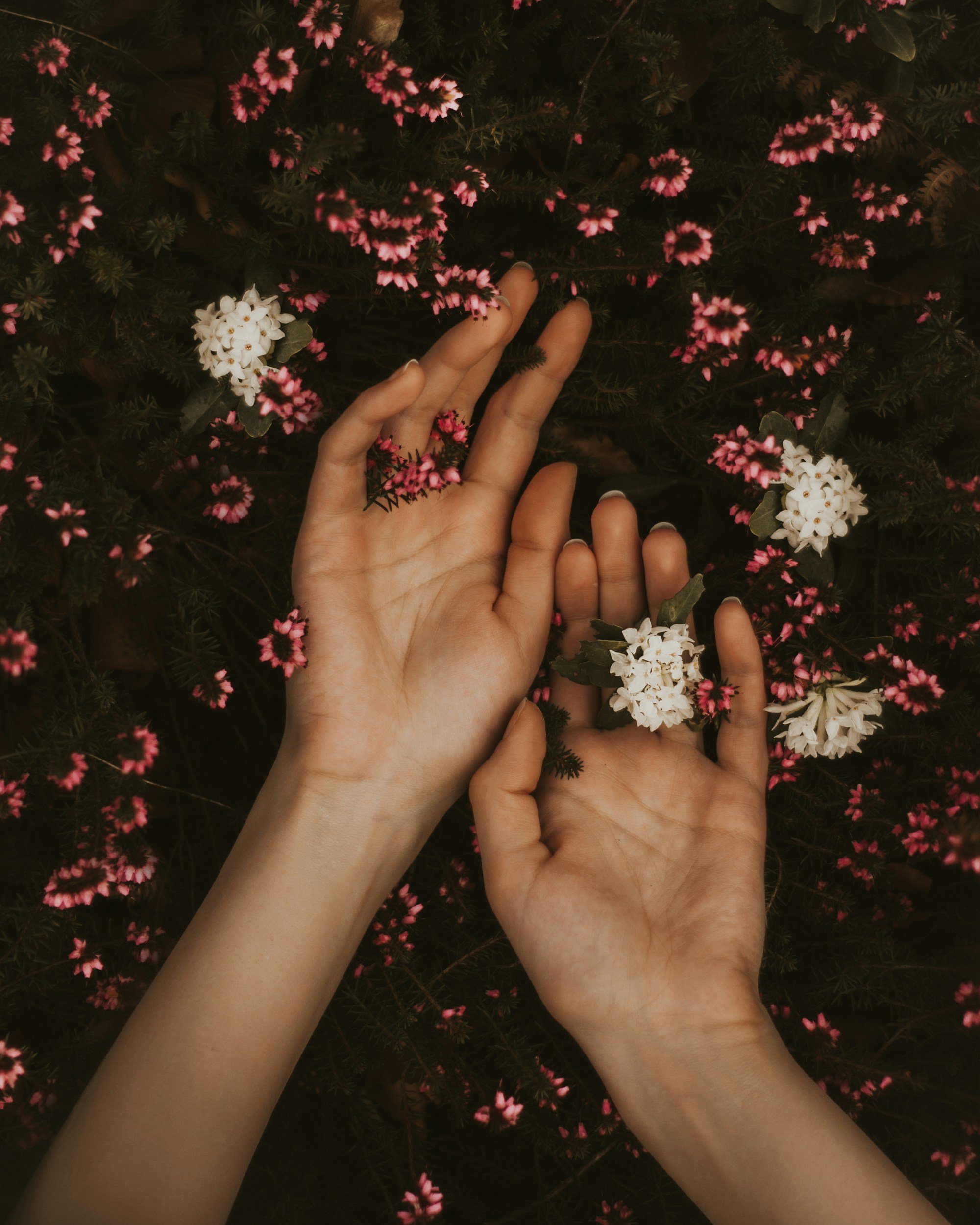 Two hands with light skin tone are touching various small pink and white flowers surrounded by dark green foliage.