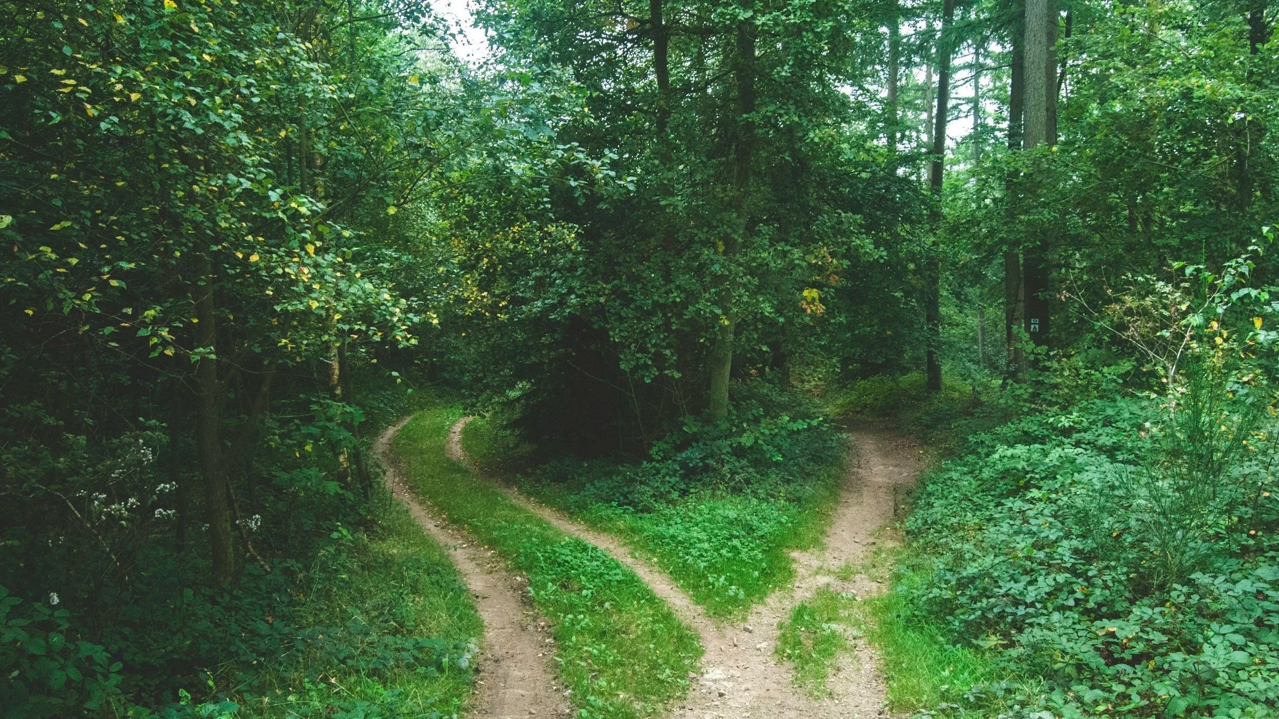 A split dirt trail in a dense green forest, with trees and shrubs on both sides.