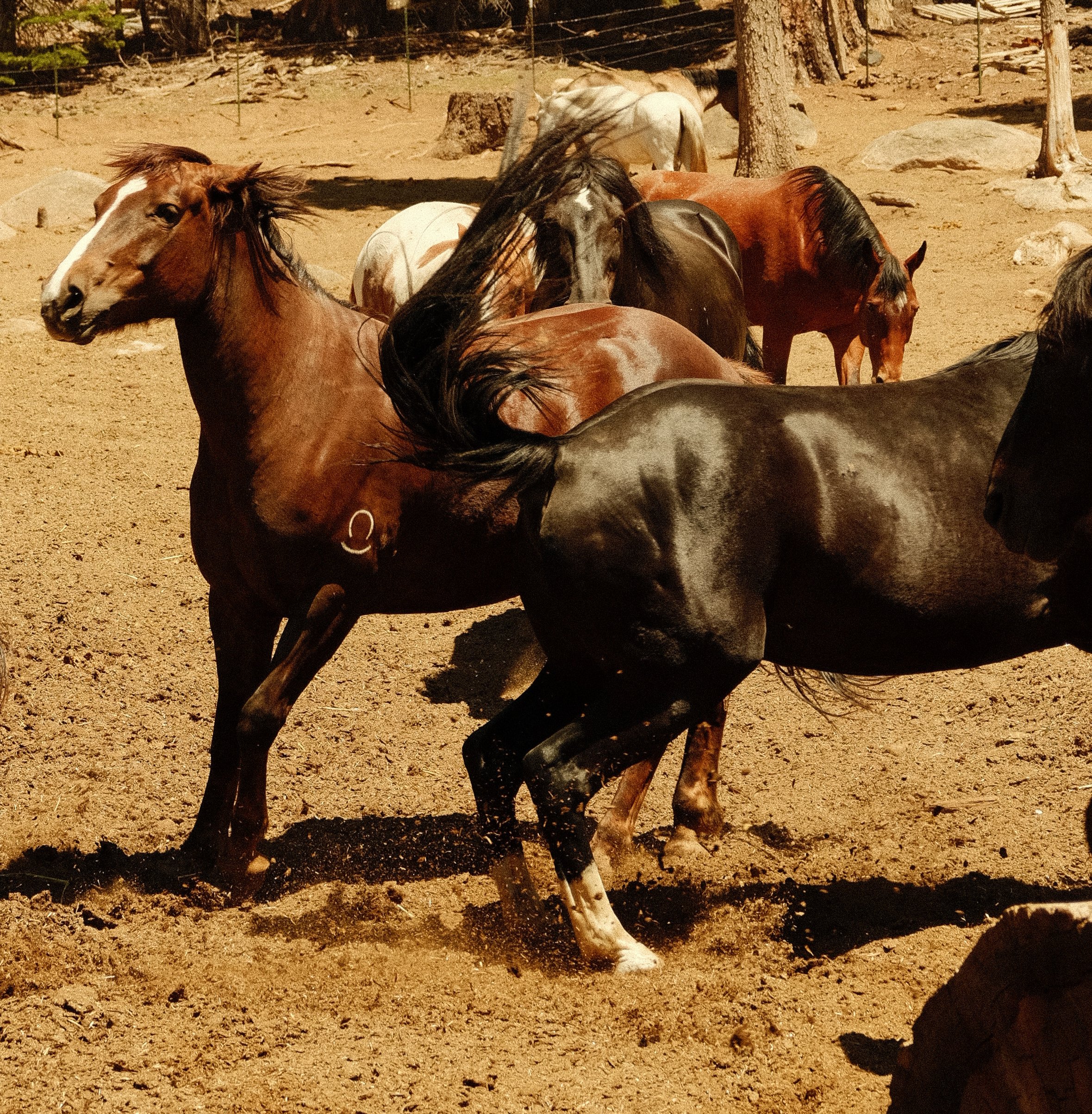 Several horses running on a dirt ground in an outdoor area with trees and rocks in the background.