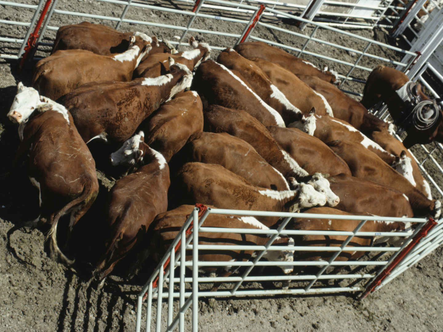 Keeping the Herd Together