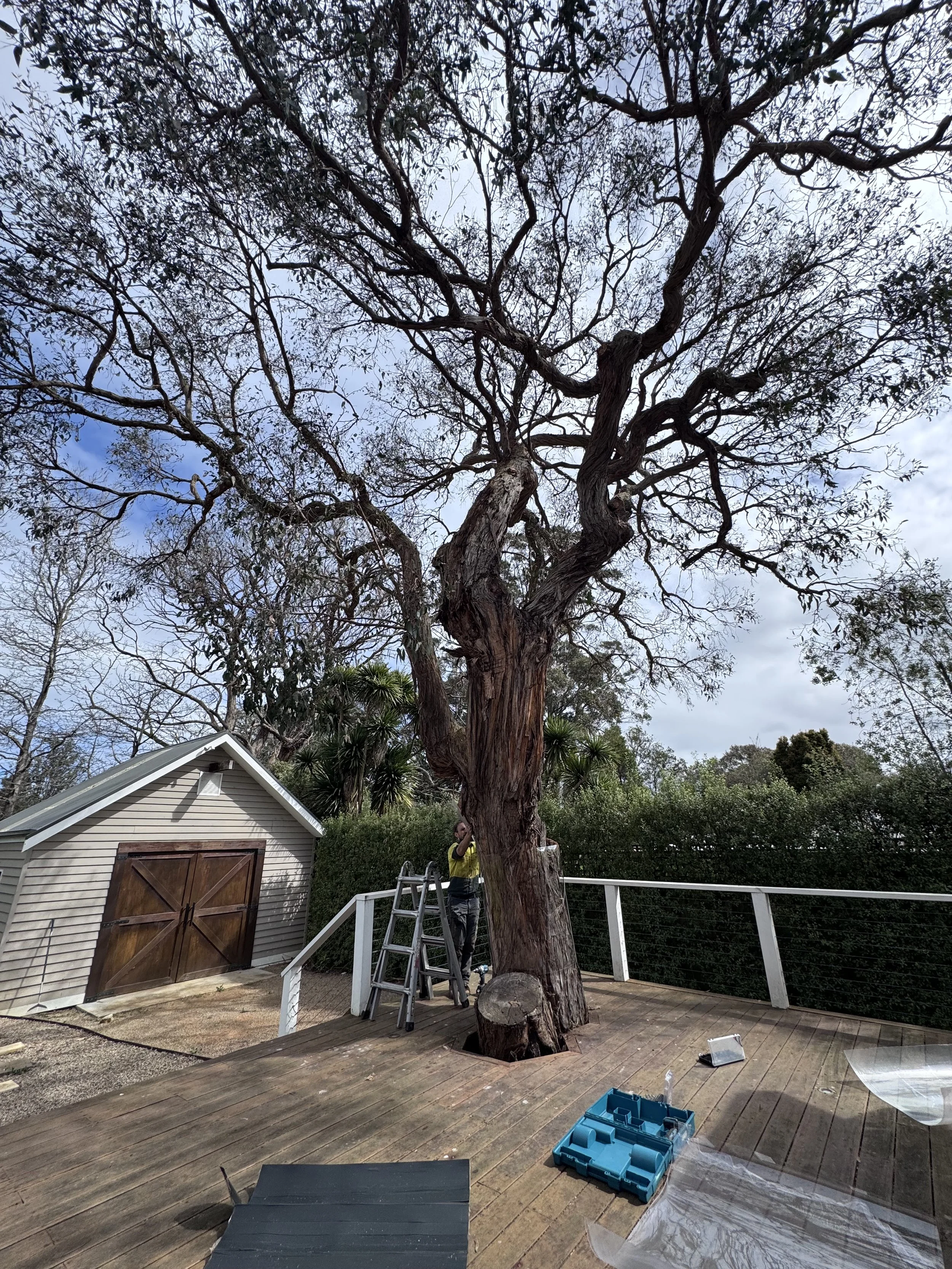 Qualified arborist installs clear perspex tree guard to protect tree from possums in backyard of property in Balnarring 