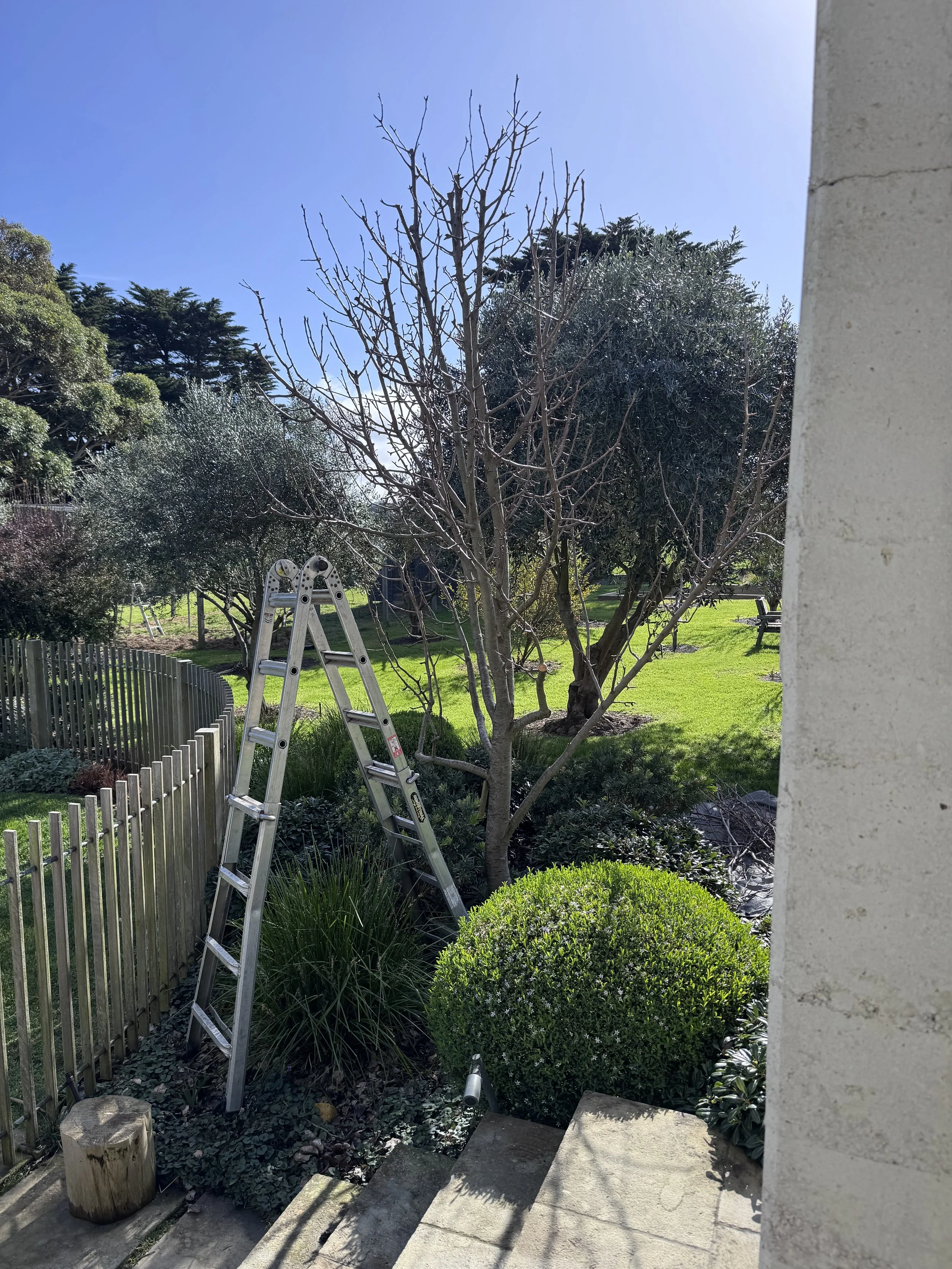Pruned Pear tree in Flinders established garden. Tree reduced in height, pruned for shape and formatively pruned