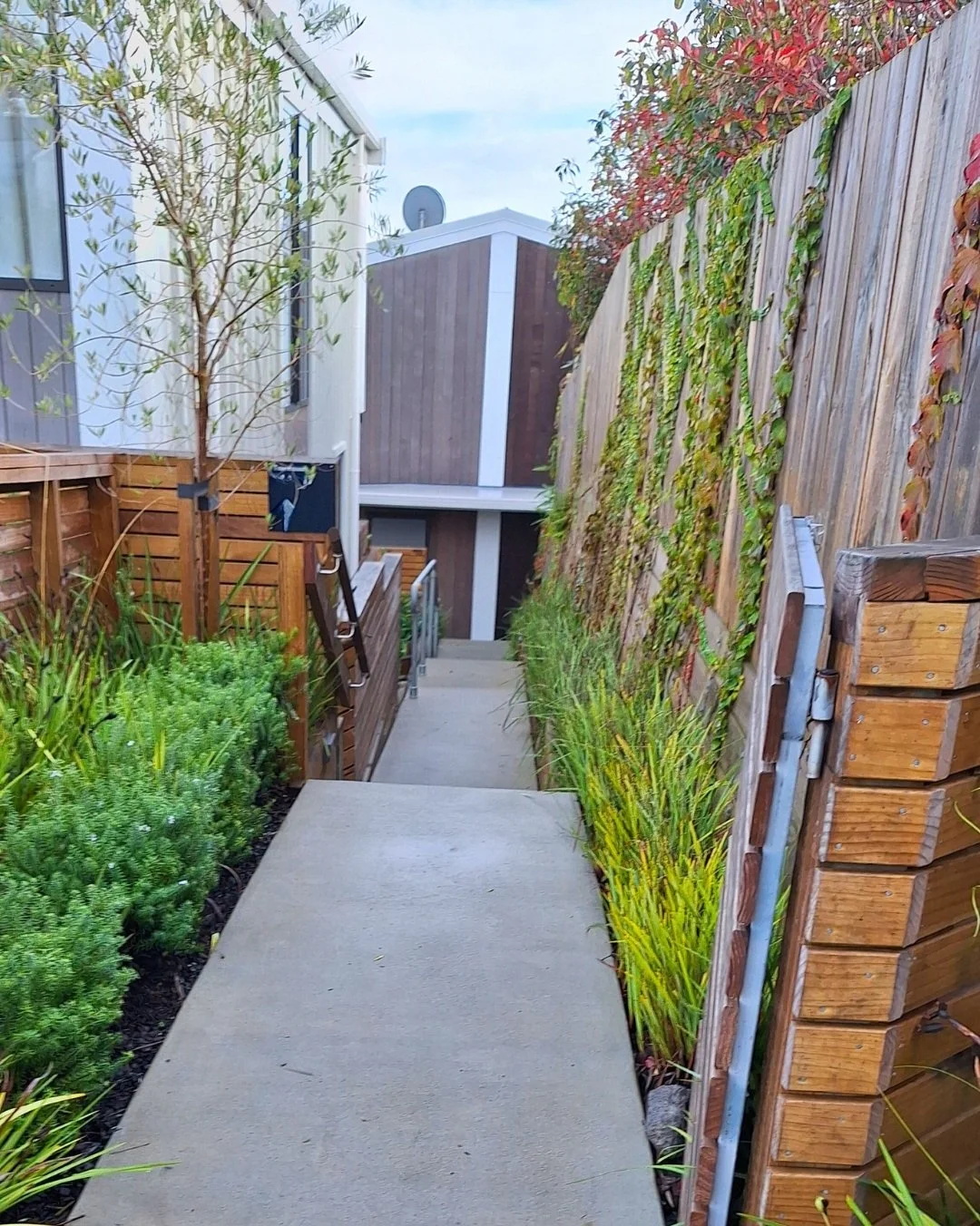 Concrete pathway leading downhill between plants on the left and a wooden fence with green and red creeping vines on the right, with residences in the background.