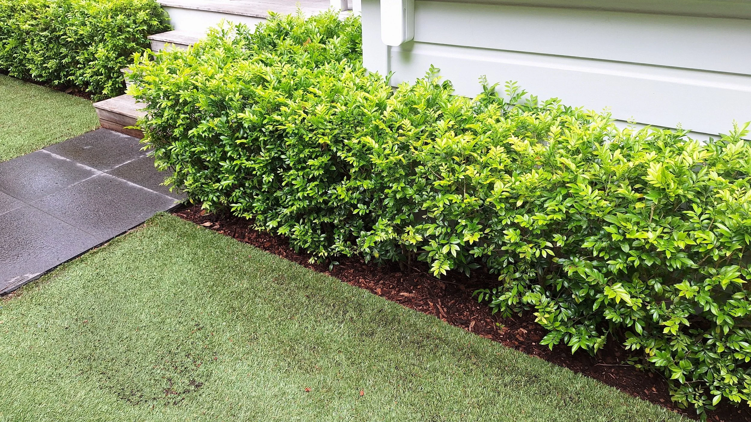Green bushes and artificial lawn in front of a house with white siding, concrete walkway, and wooden stairs.