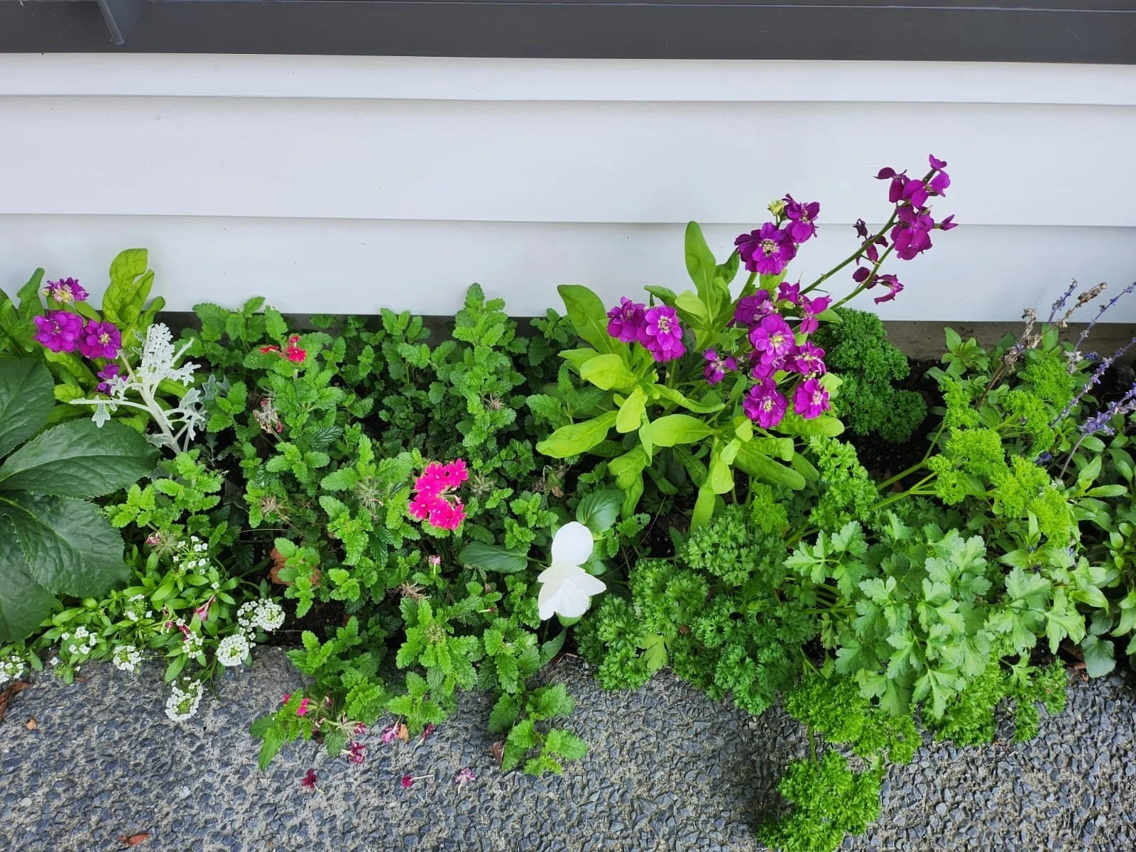 Flower bed with pink, purple, white, and green plants against a white wall and gravel ground.