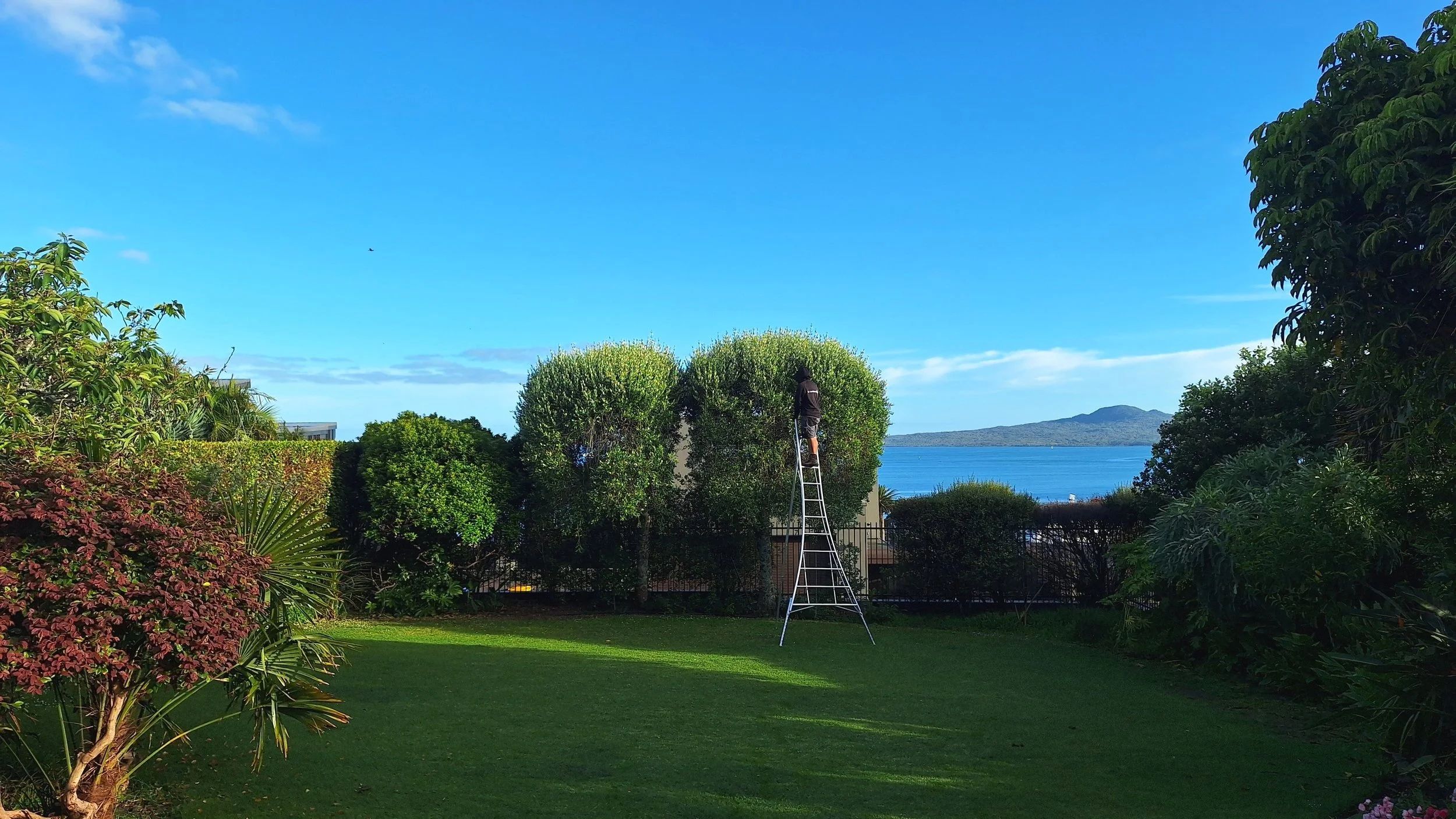 Person trimming a large shrub with a ladder in a lush green garden near the water, with blue sky and hills in the background.