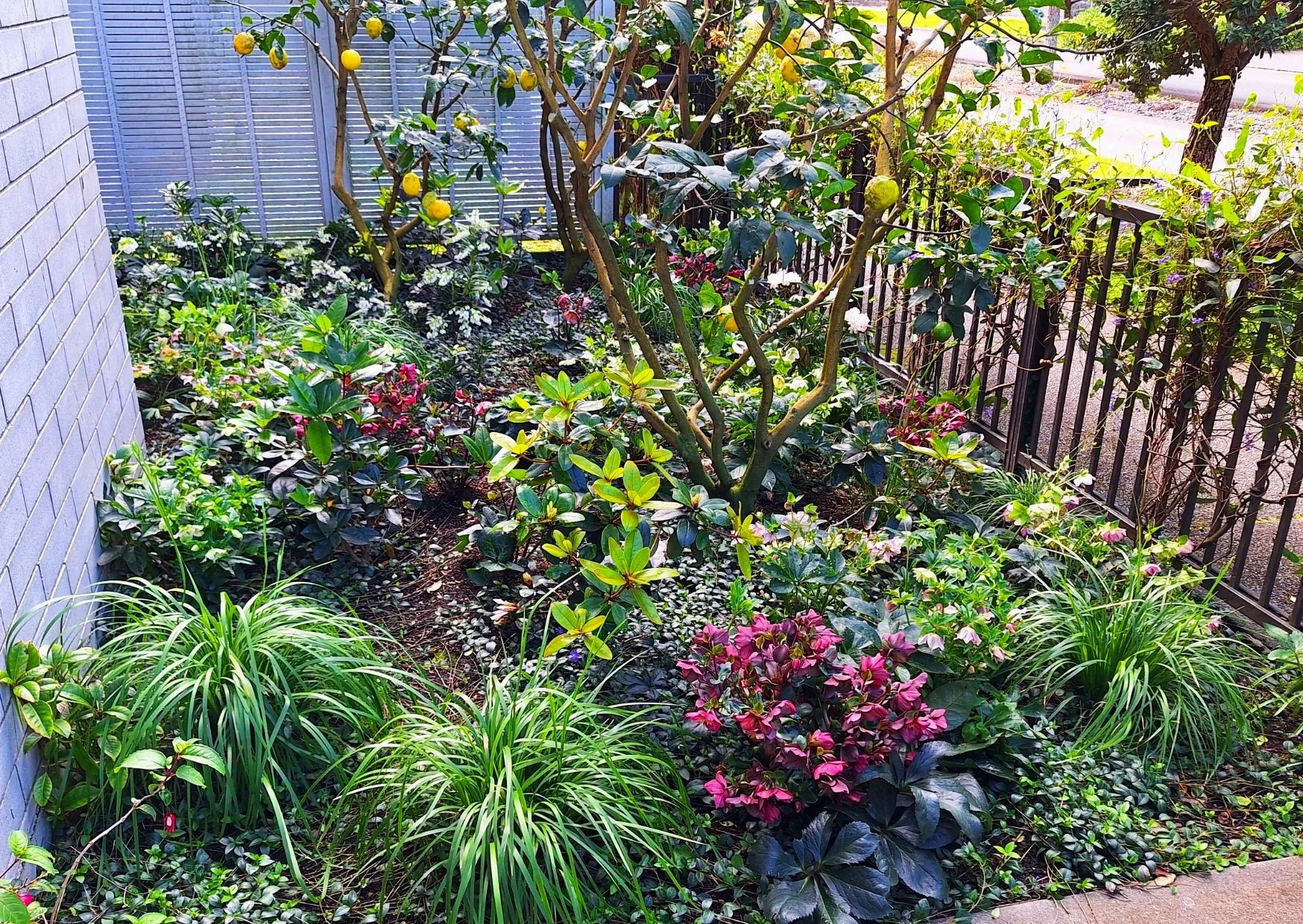 A small garden with various flowering plants and flowering bushes, surrounded by a silver fence and brick wall, with a sidewalk visible in the background.