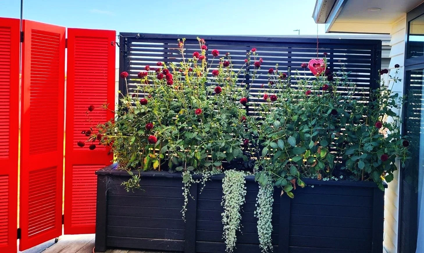 Large black planter box filled with dark green plants and red flowers on a balcony, with a red privacy screen on the left and a dark lattice screen in the background.