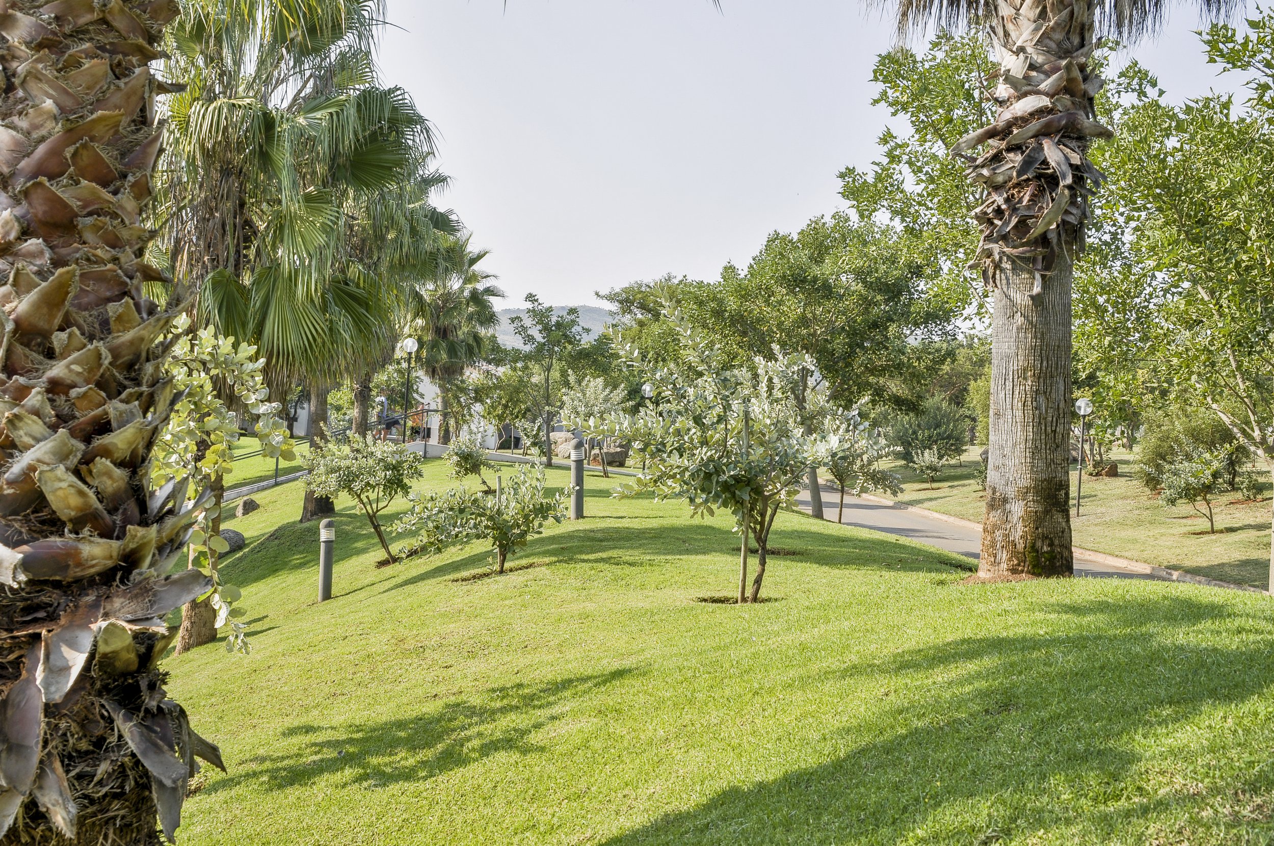 A park with green grass, small trees, and tall palm trees under a clear sky.