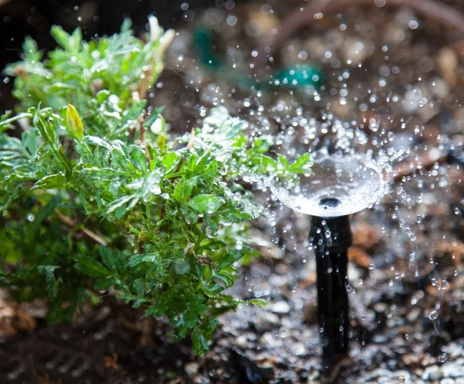 Close-up of a green plant being watered by a garden sprinkler with water droplets splashing around.