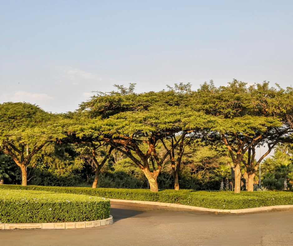Scene of a park with a curved road, green trimmed hedges, and several large trees with wide canopies under a blue sky.