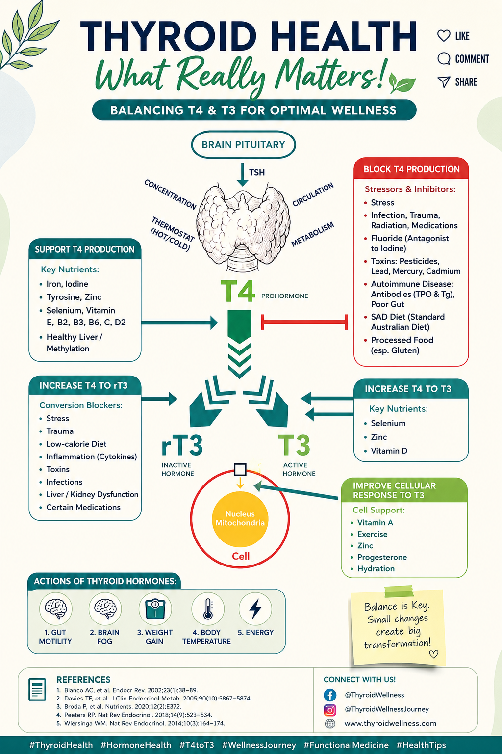  Low Iron and Thyroid Dysfunction- is there a link ? 