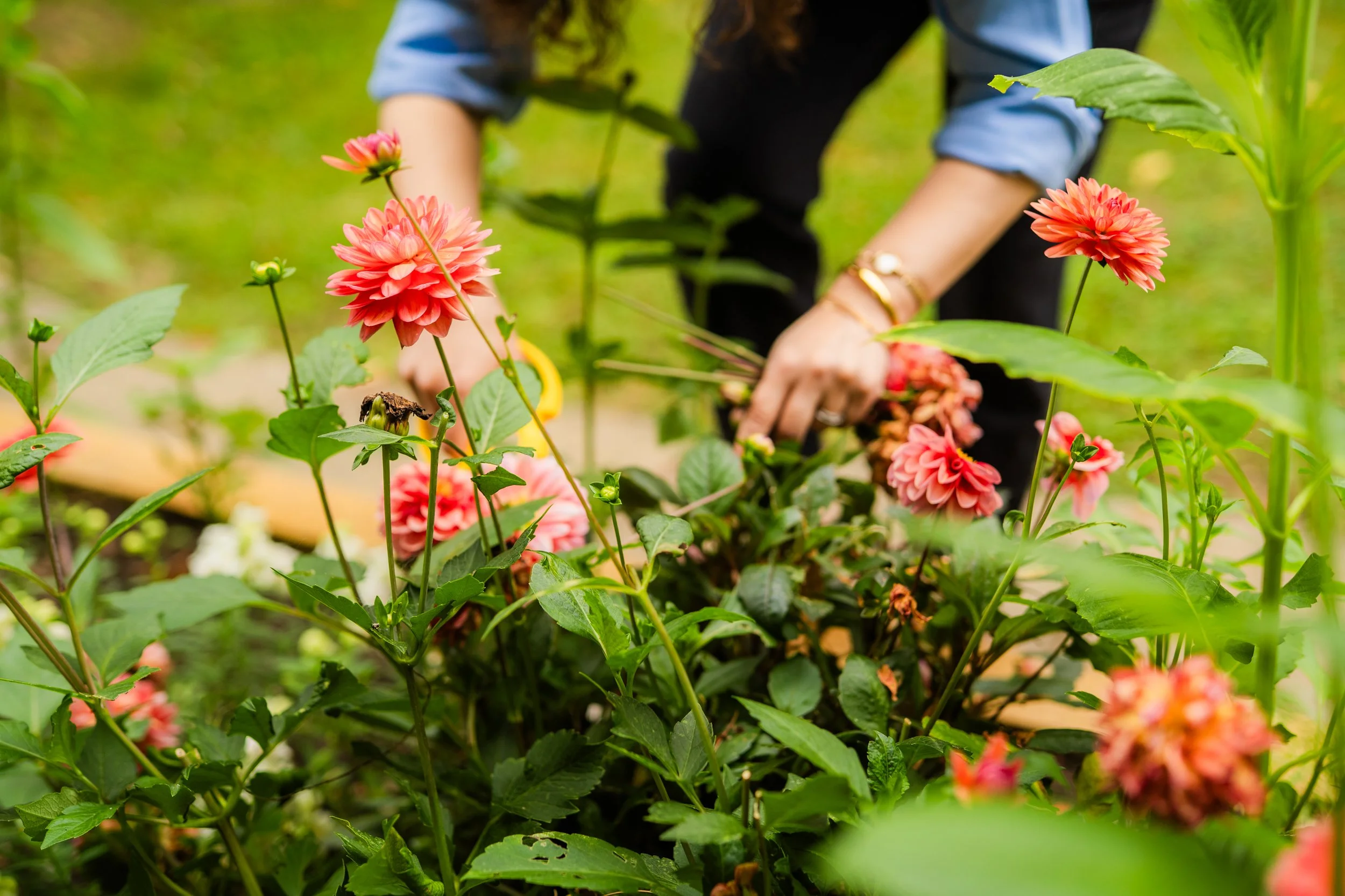A person gardening in a lush garden with pink and orange dahlias, wearing a blue shirt with rolled-up sleeves and gold bracelets, surrounded by green foliage.