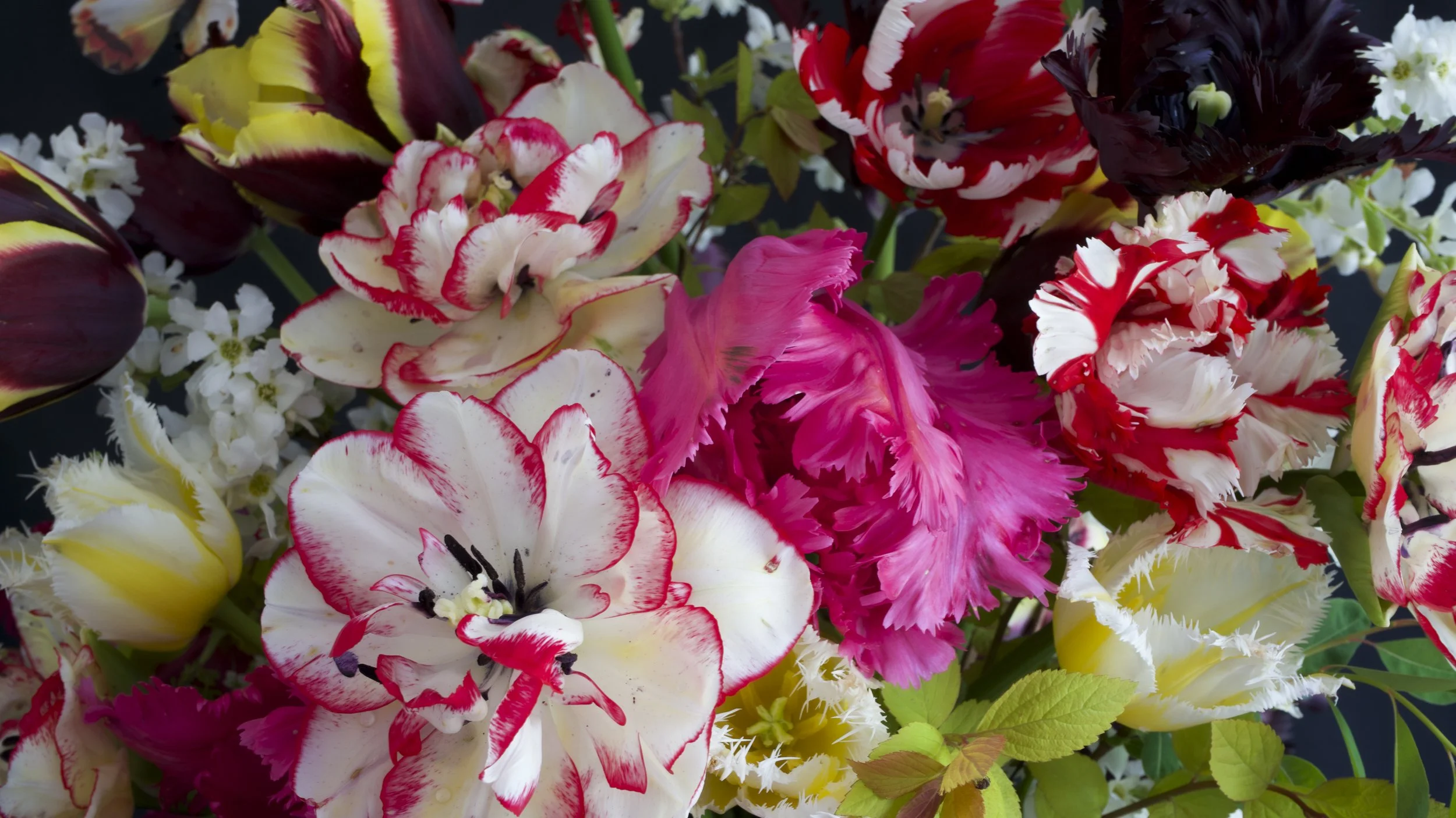 A close-up of a colorful bouquet of various tulips in white, red, yellow, pink, and dark purple, with some fringed and ruffled petals.