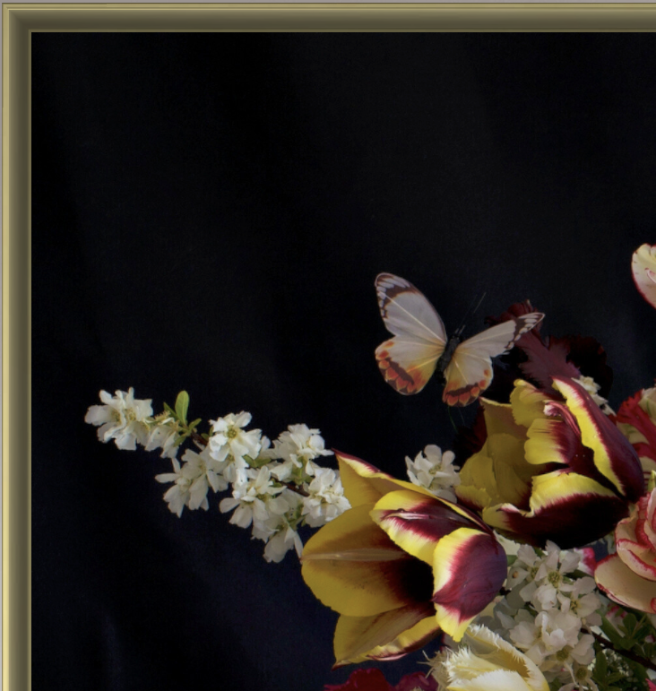 Yellow and red tulips with white flowers and a butterfly on a dark background.