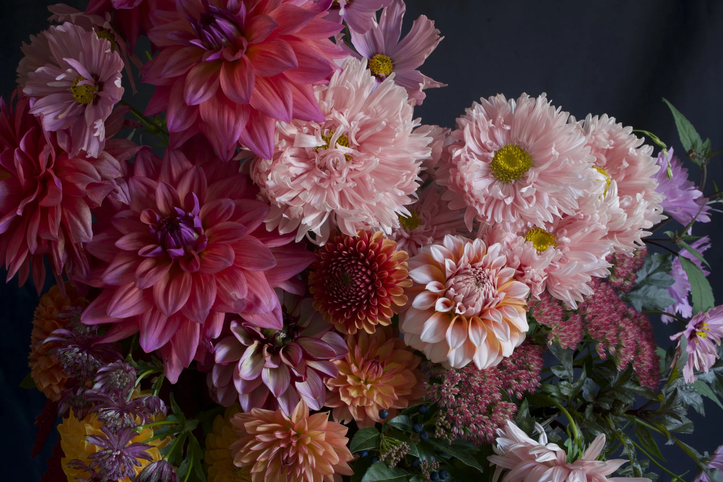 A vibrant bouquet of various shades of pink asters, dahlias and sedums and orange dahlia flowers against a dark background.