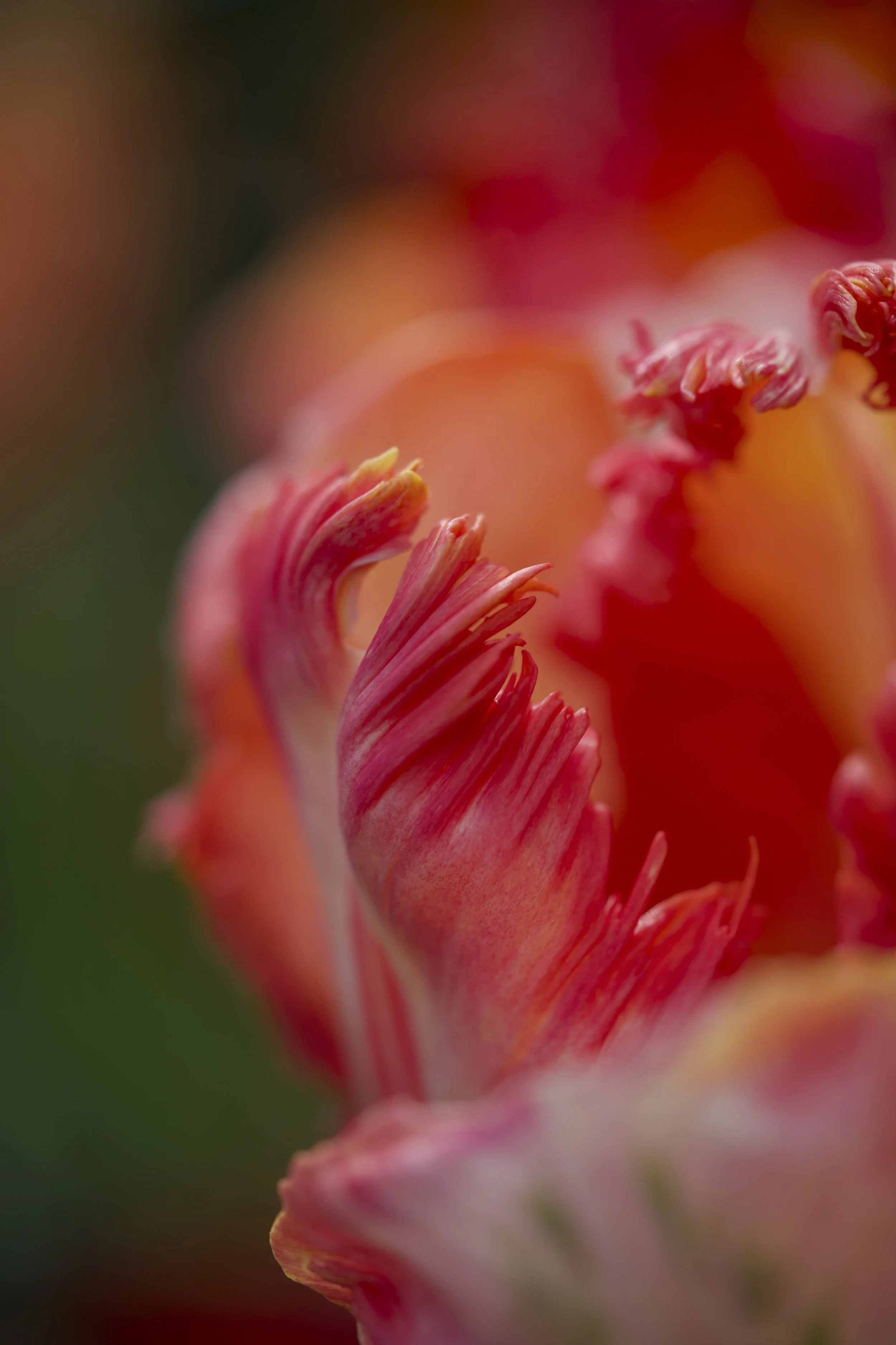 Close-up of a pink and orange parrot tulip flower with ruffled petals, in a macro shot with blurred background.