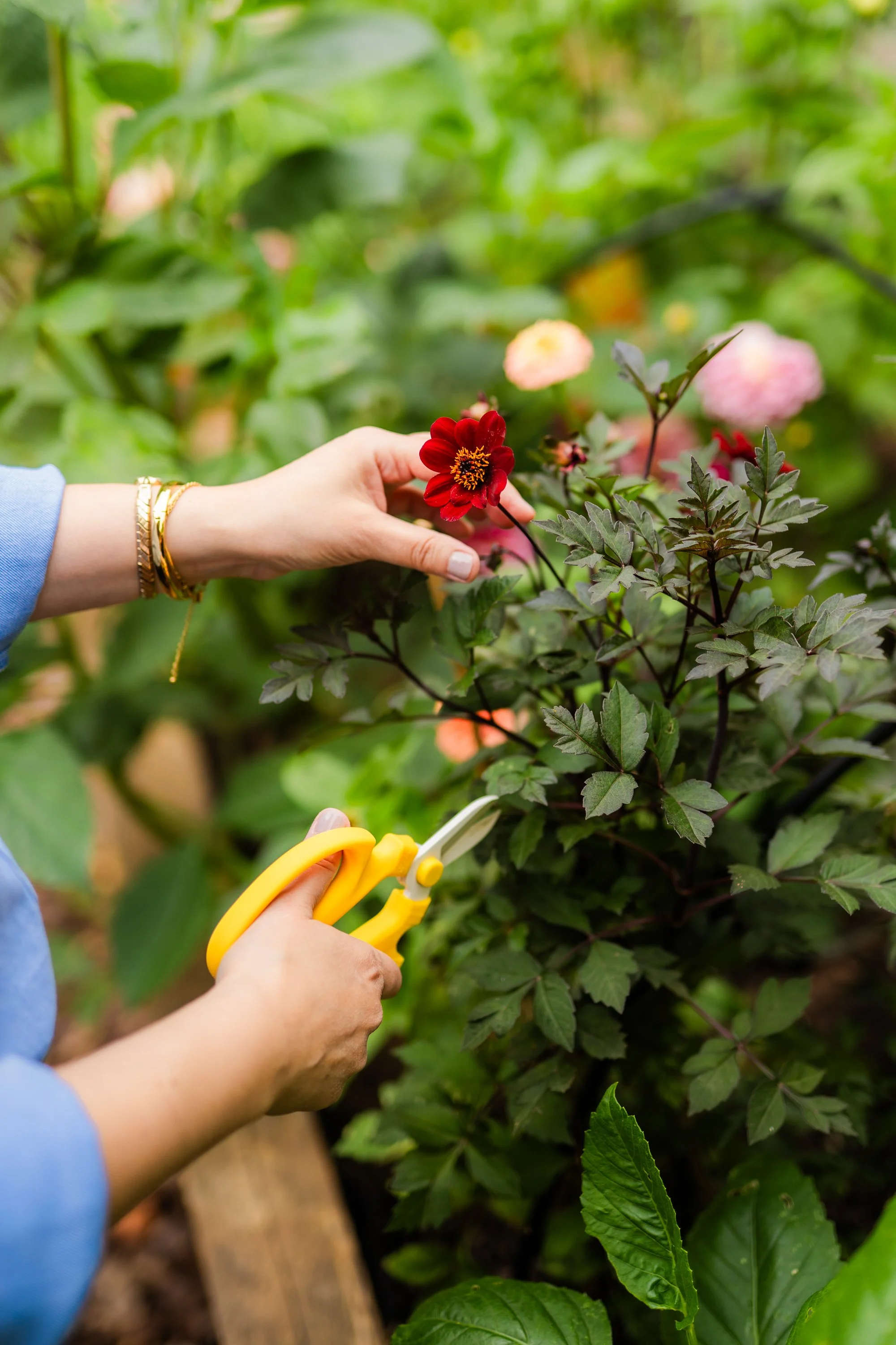 A person with jewellery on their wrist is holding a red flower and trimming a plant with yellow scissors in a garden.