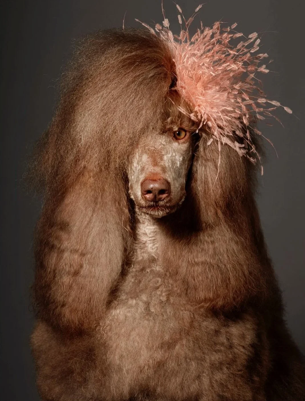 chien2.jpg