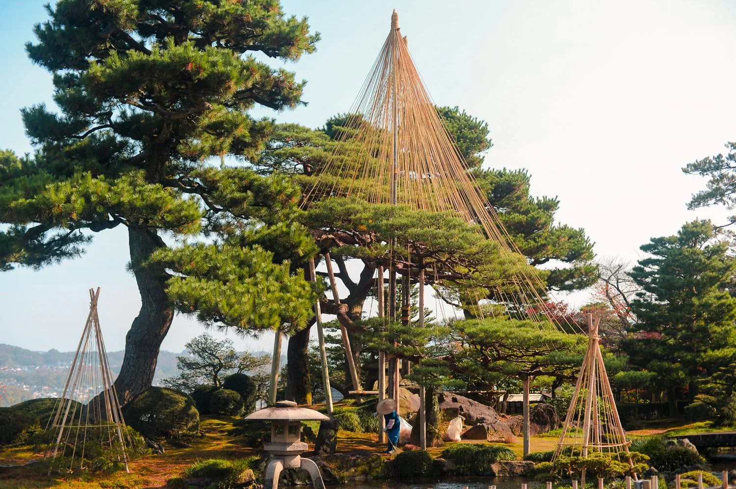  Karasaki pine tree trussed up in the yukizuri style to support their branches against the heavy snows of winter 