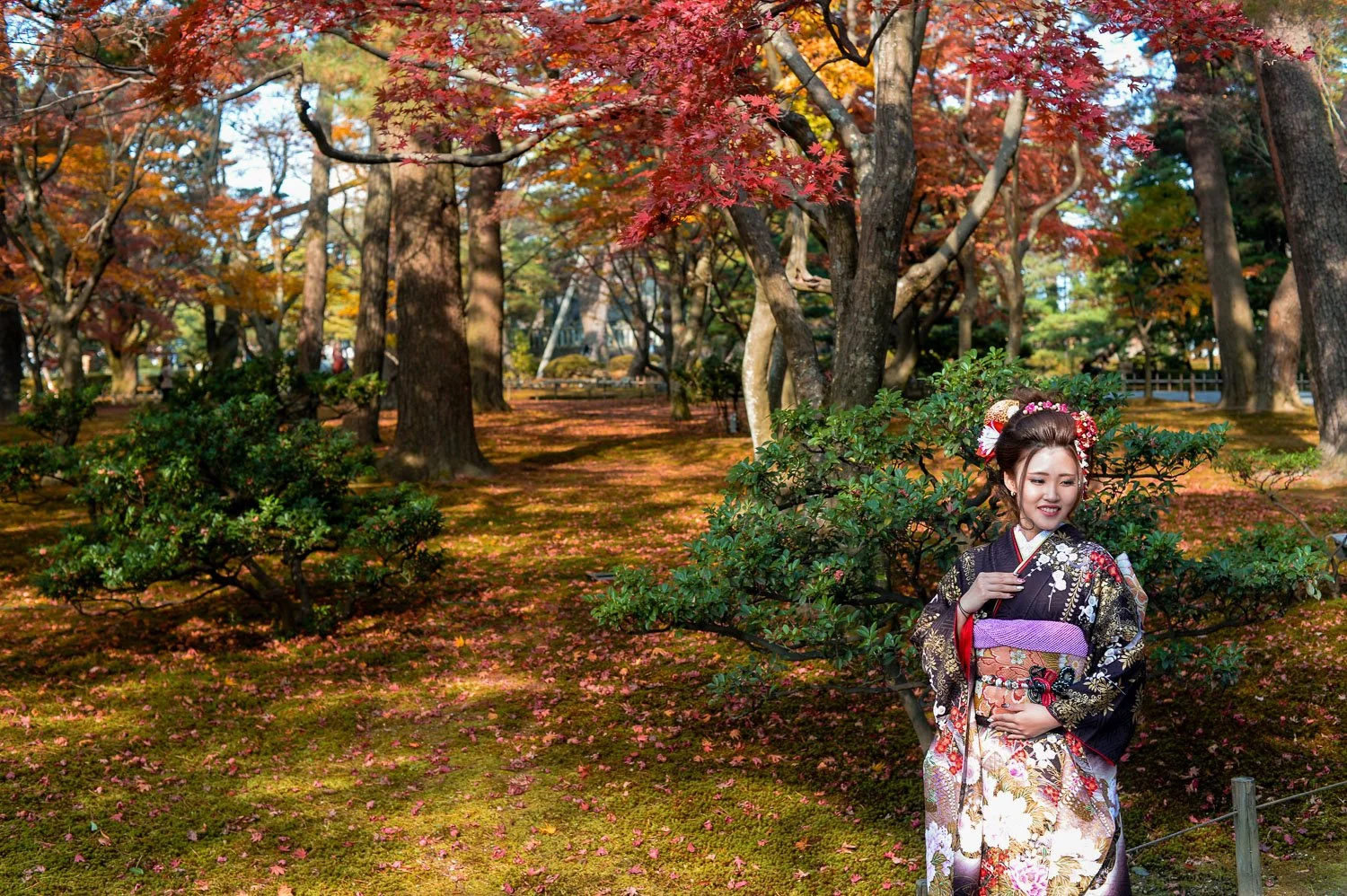  Yamazakiyama Maple trees 