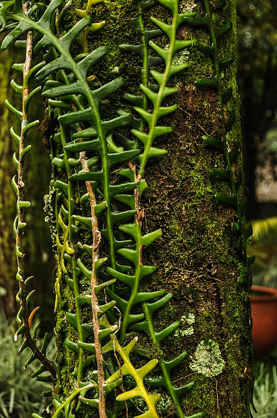jardin-botanico-quindio-colombia_6833719802_o.jpg