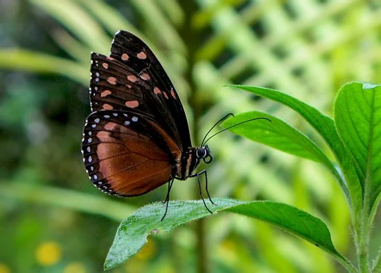 jardin-botanico-quindio-colombia_6979846037_o.jpg