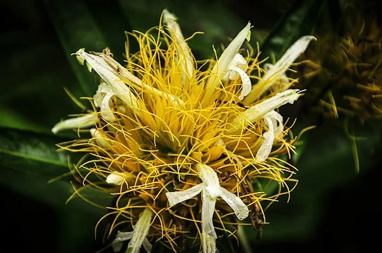 jardin-botanico-quindio-colombia_6979847319_o.jpg