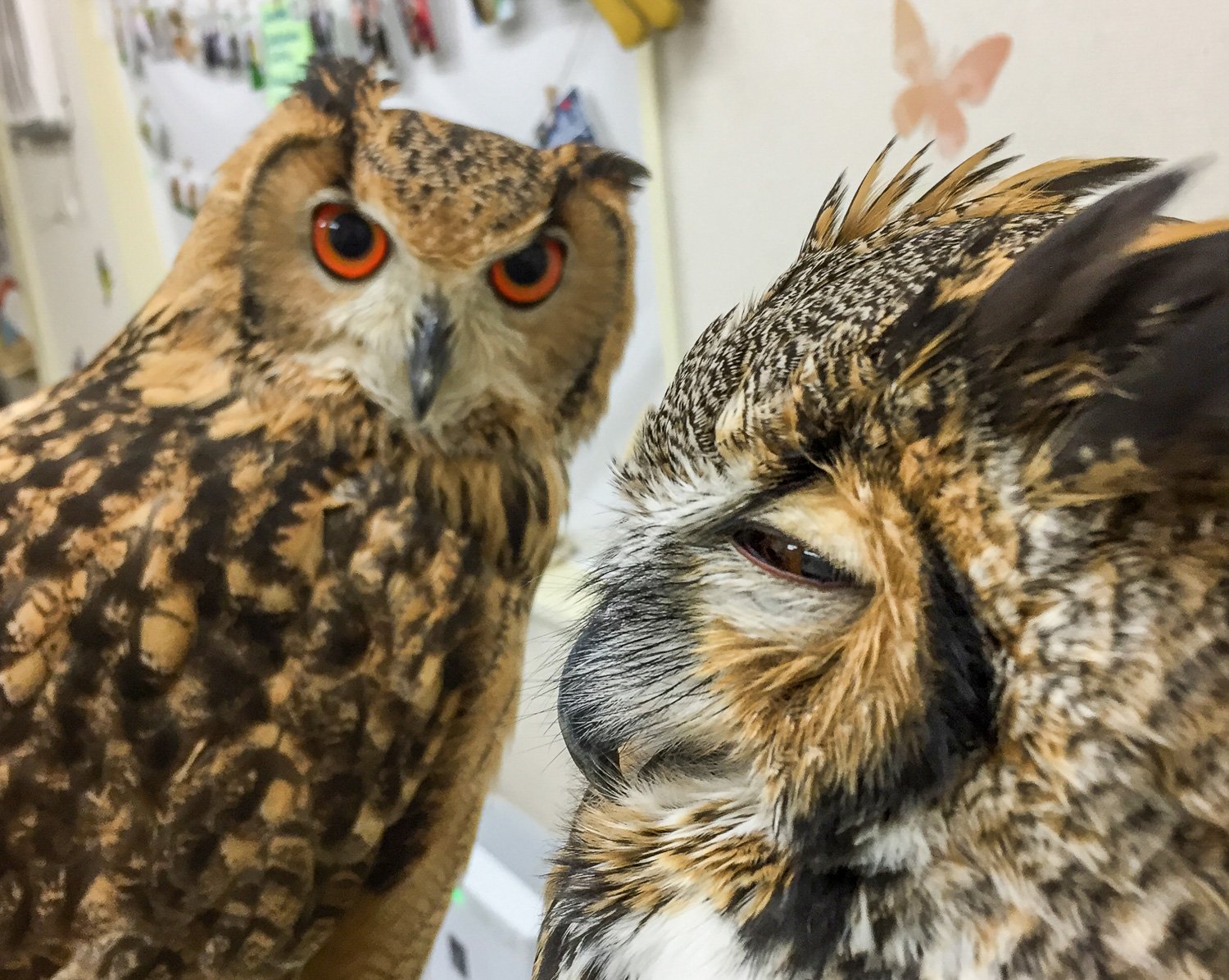 Owl Café Experience in Tokyo