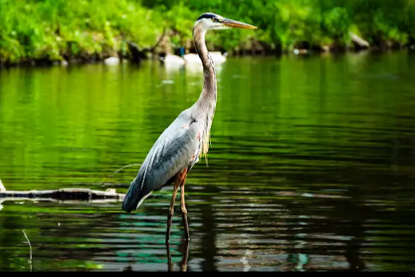 Crane