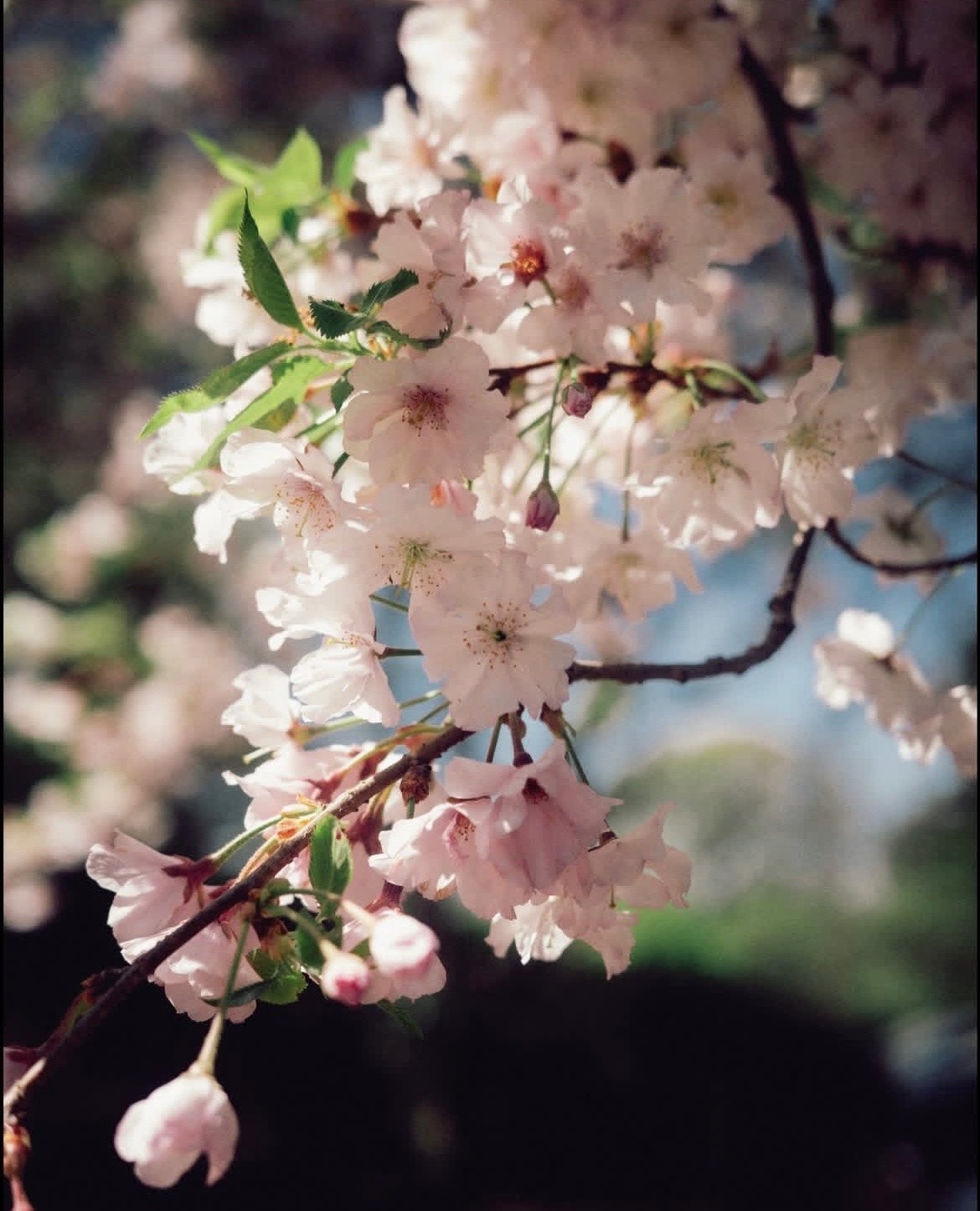 IMG_3684.jpeg