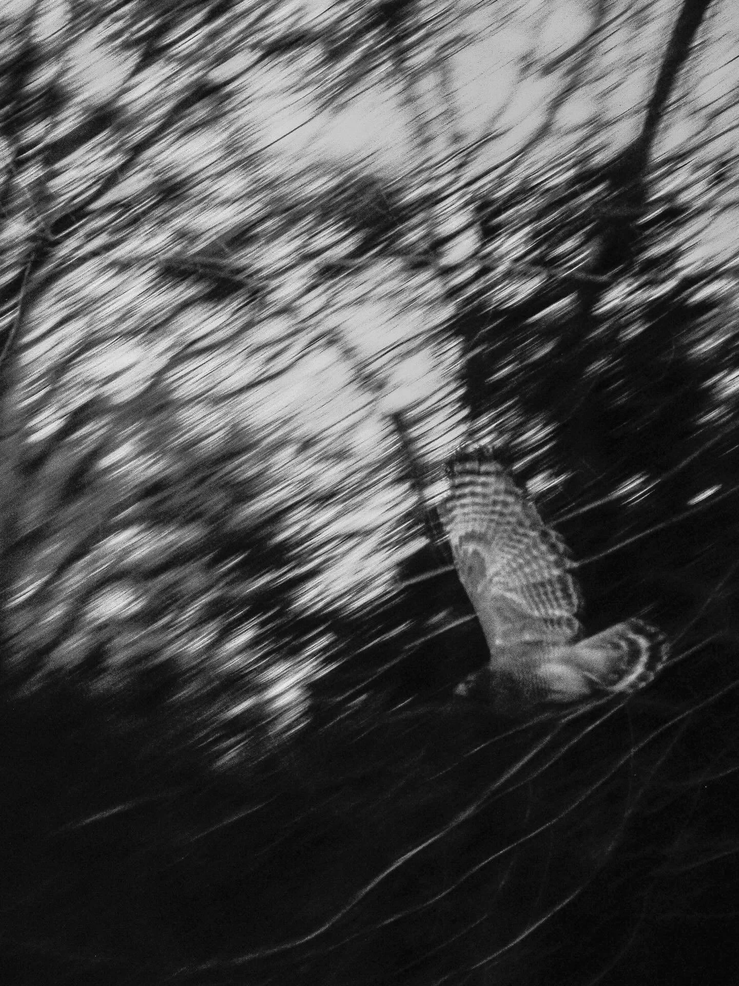 'What Bare Trees Reveal