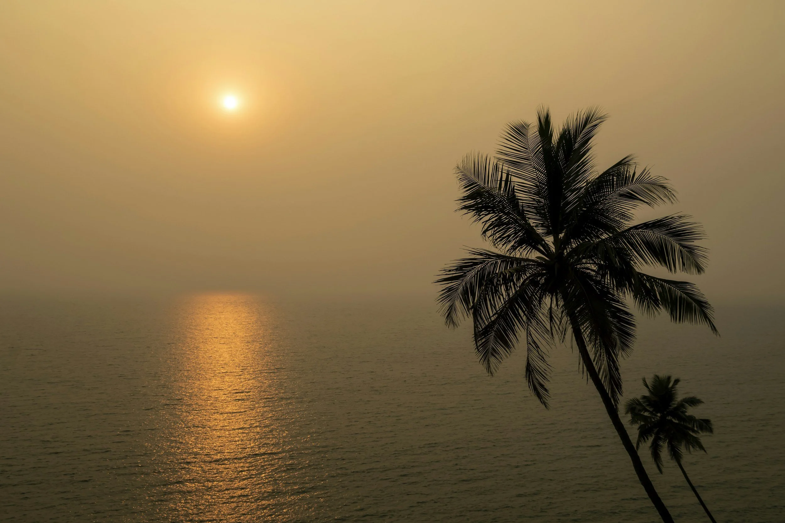 Silhouette of palm trees on the beach during sunset with the sun reflecting on the water.