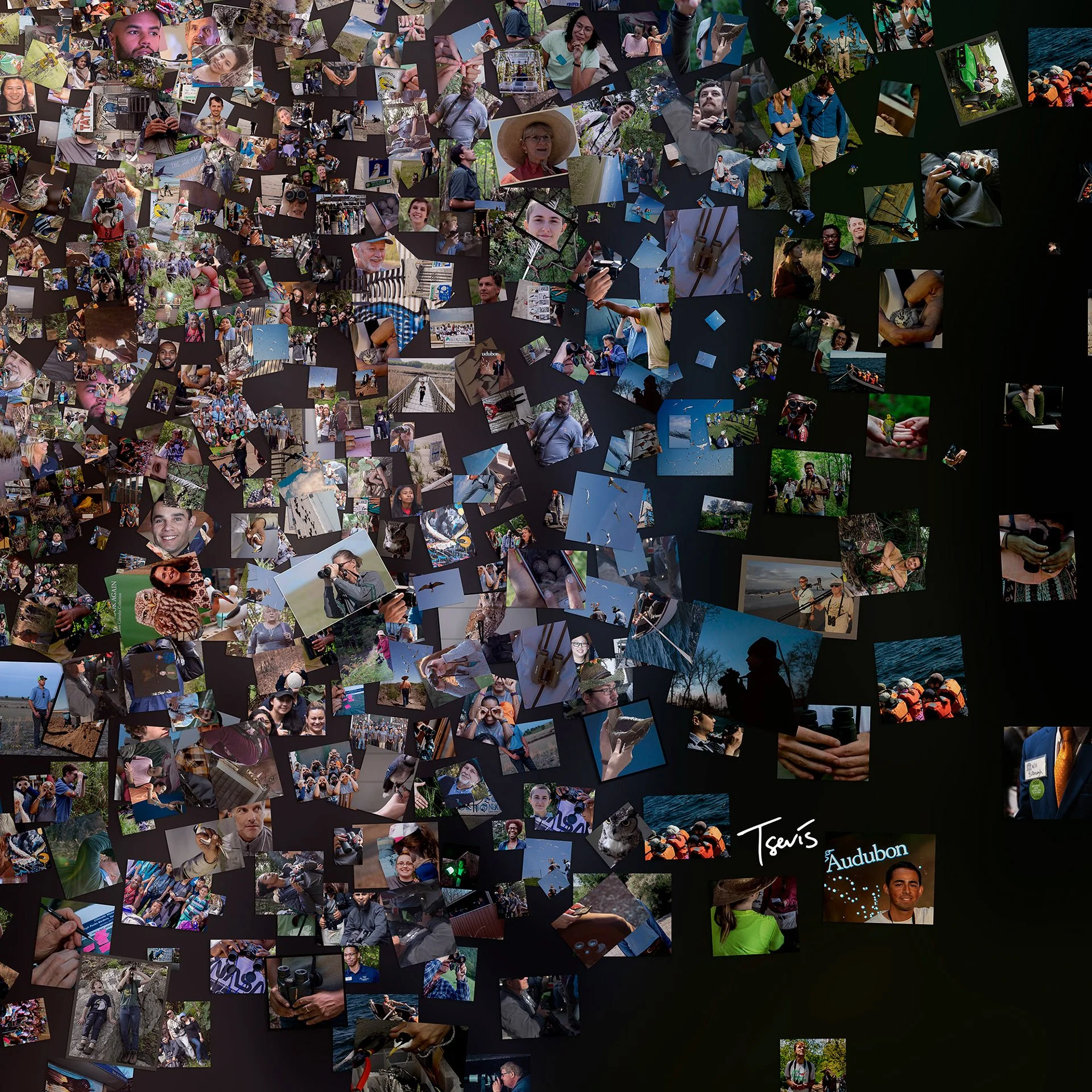  Bird mosaic from images, editorial art for global media 
