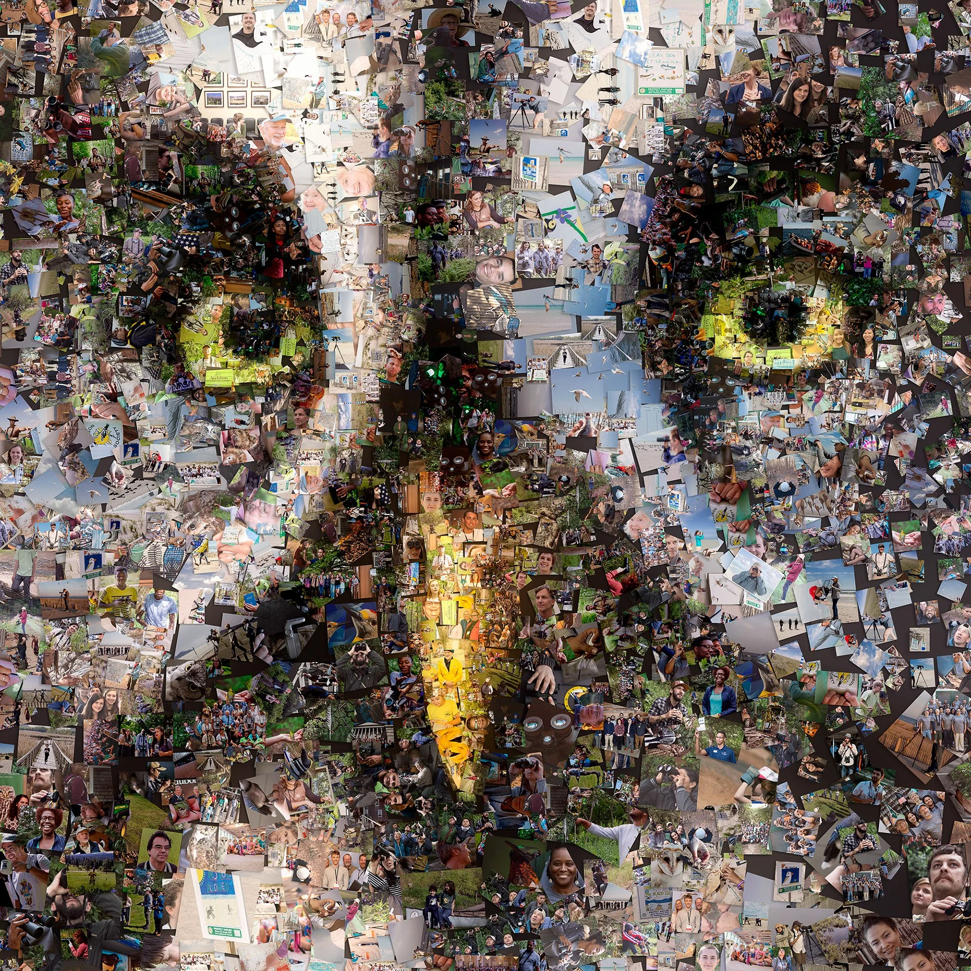  Owl collage from millions of photos 
