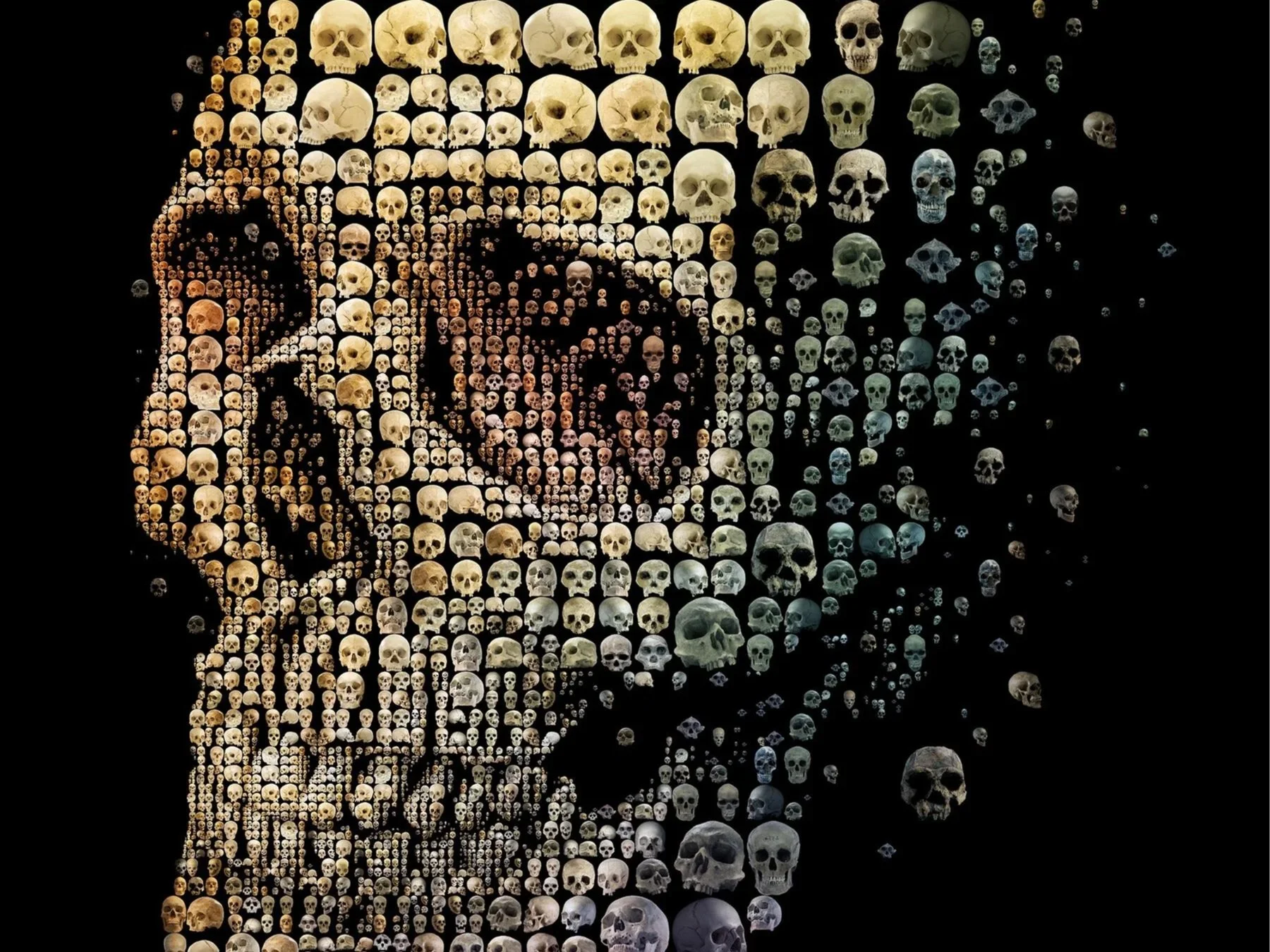 Human skull evolution (for Discover magazine)