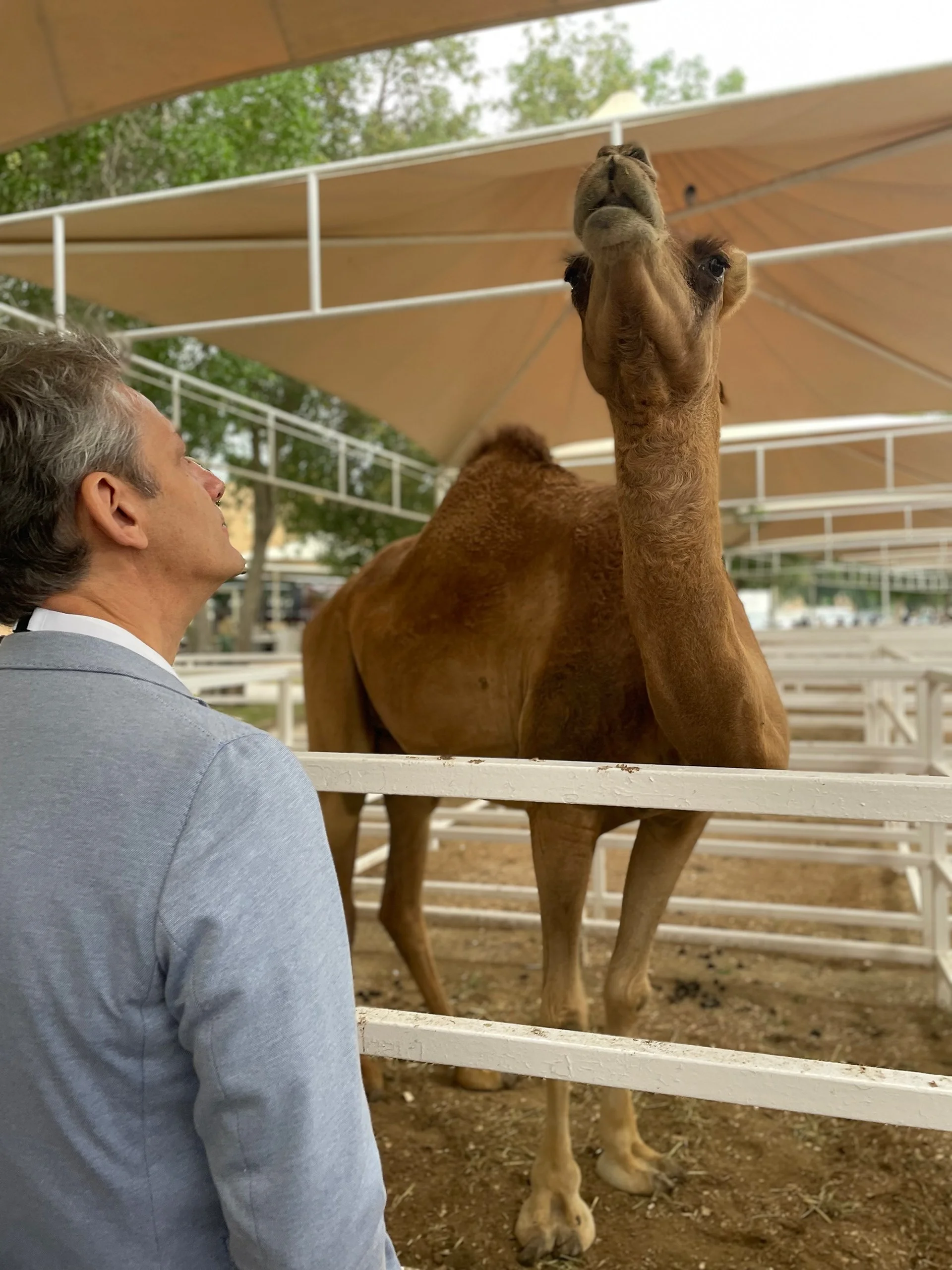 tsevis-man-observes-camel-enclosed-exhibit.jpg