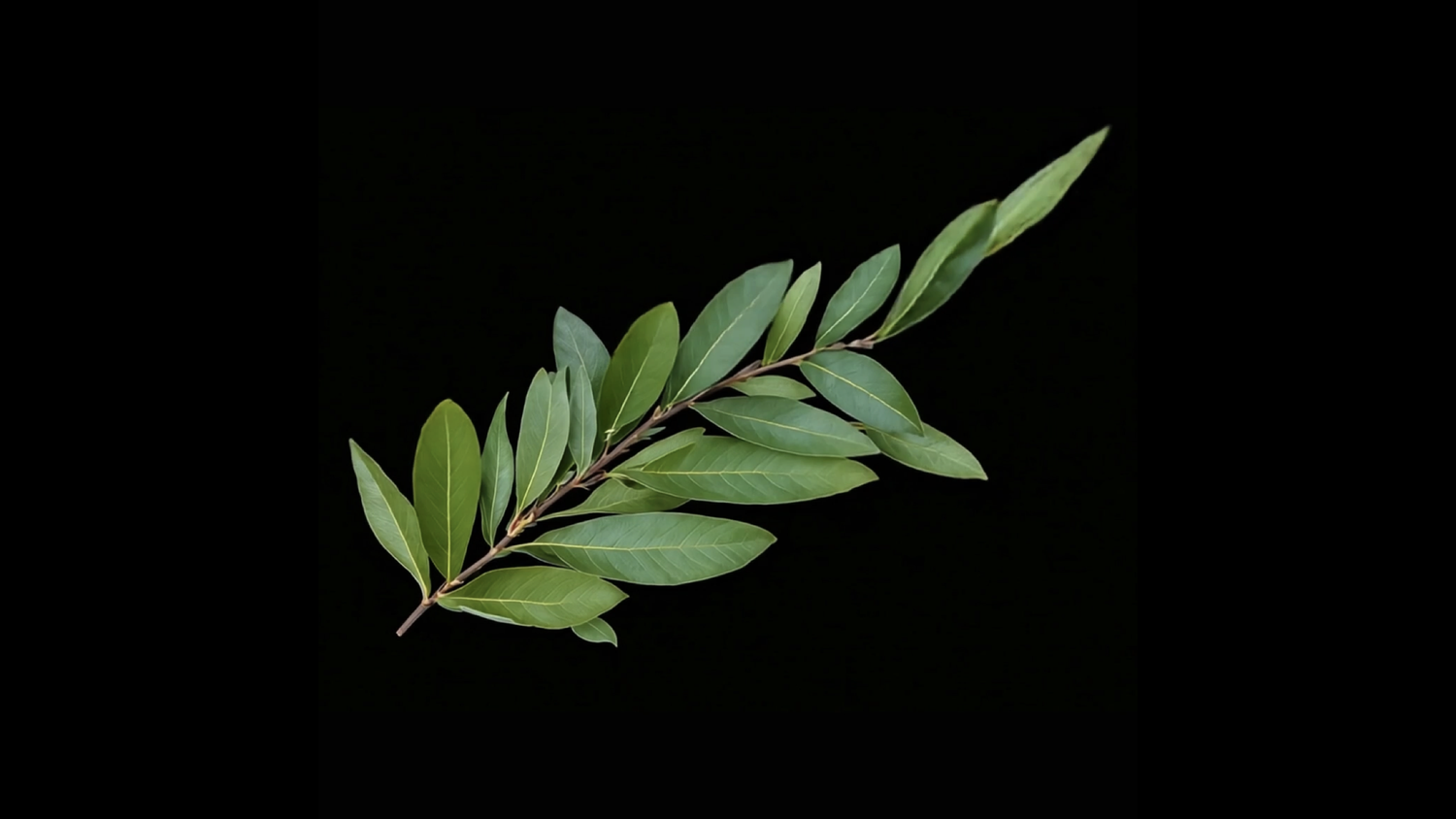 Cyprus-shaped olive branch by Charis Tsevis used as official symbol for 50th anniversary of Turkish invasion by Cypriot Government