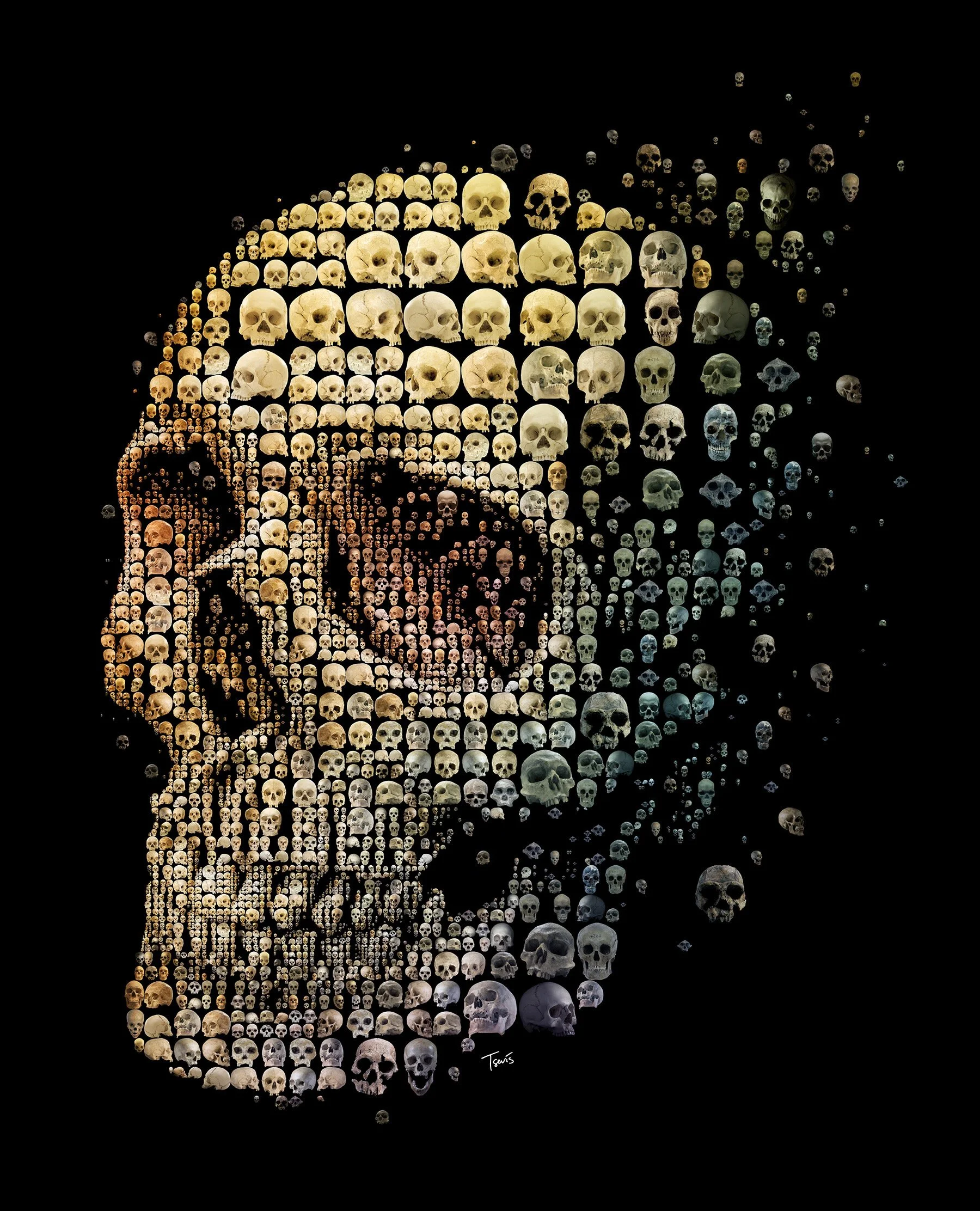 Human skull evolution mosaic