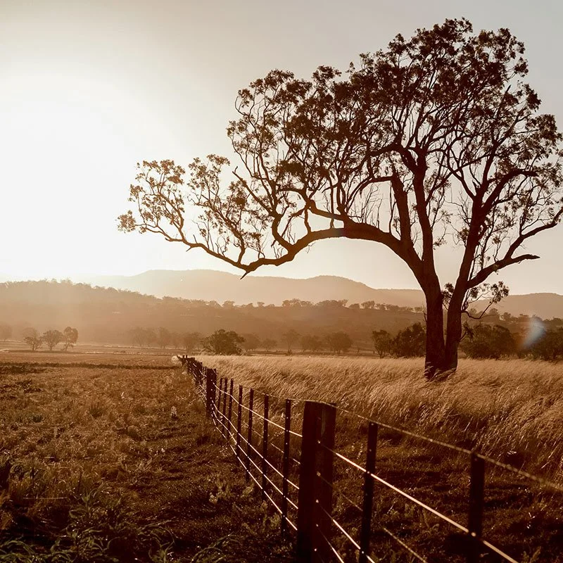 Setting sun casting shadows of a golden paddock.