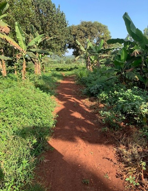 Dirt path winding through banana trees and dense vegetation in Budondo, Jinja Uganda - a landscape shared by memory, migration, and everyday passage.