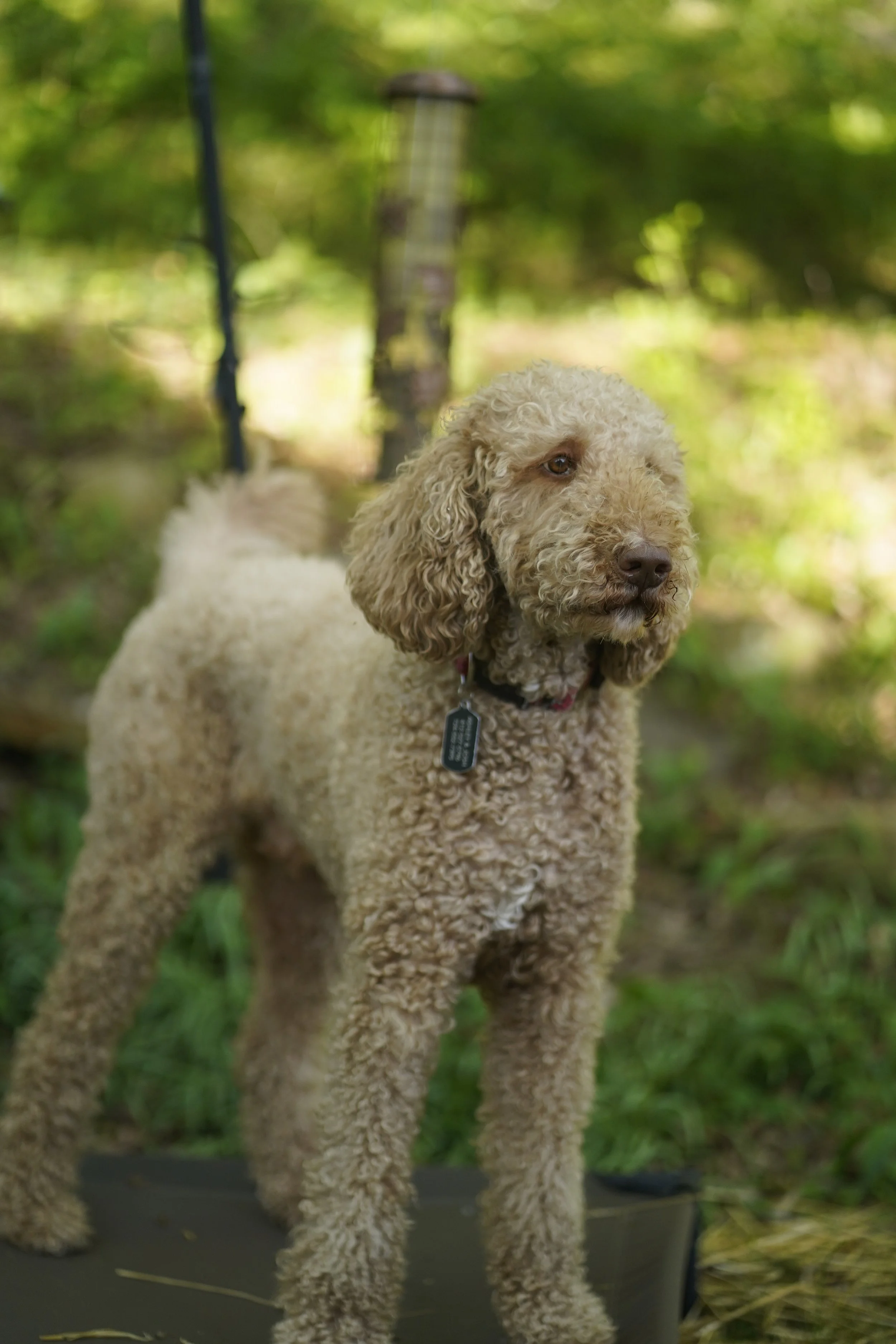 A curly-haired, beige dog with a black collar and tags standing outdoors on a black platform in a green, forested area.