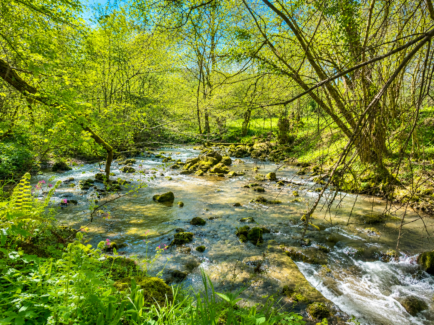 River running along the property 2.png